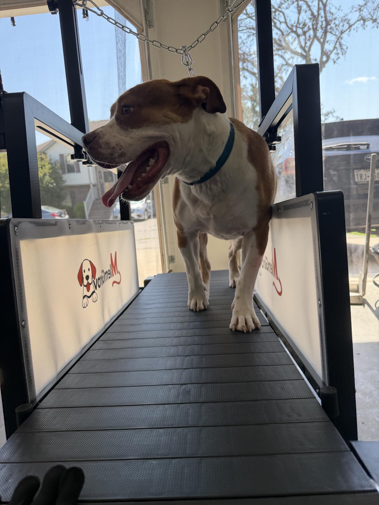 Dog Treadmill with Pin-Hinged Track & 3-Layer Shock Absorption | Waterproof dirt-resistant slats, secure disc brake lock, speed monitor, quiet wheels for indoor outdoor large pet cardio customer photo 2