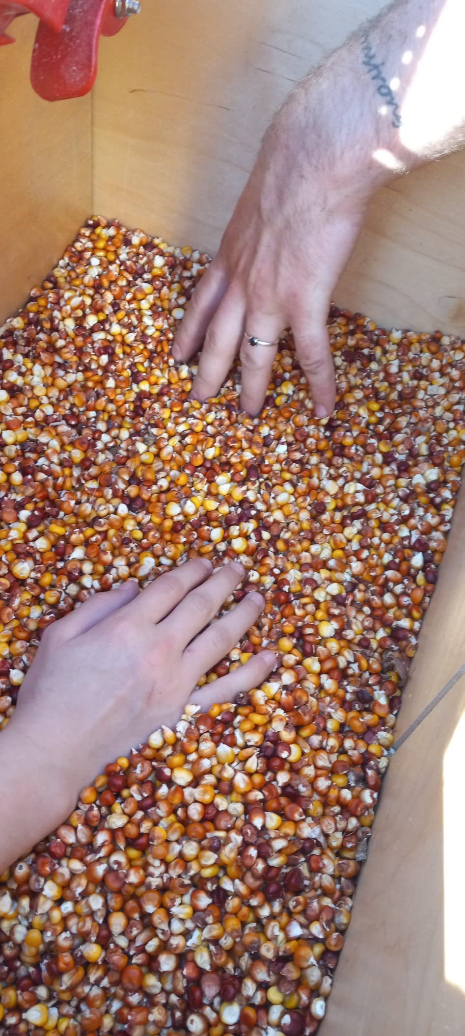 Maximizer Corn Sheller (Red), Manual Hand Crank Thresher, Walnut Shucker/Huller customer photo 2