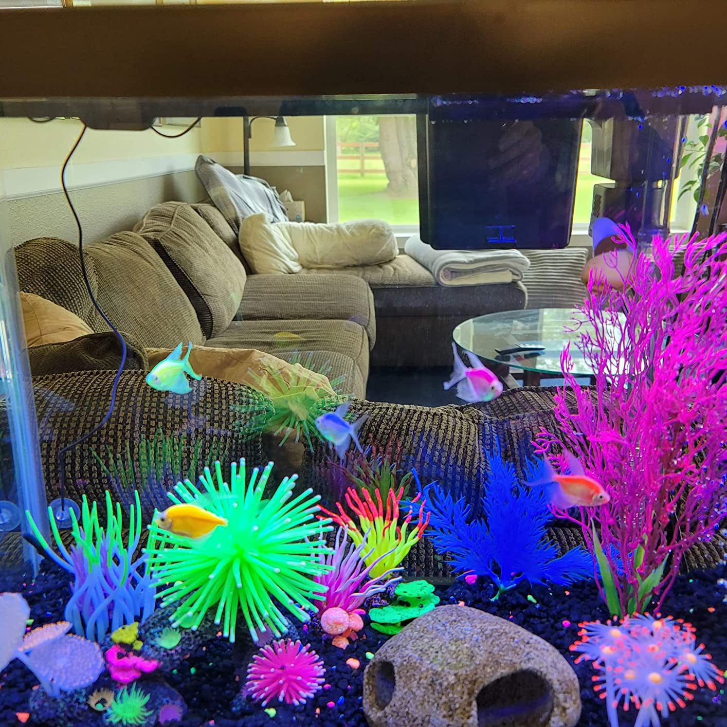 Tetra Color Complete 20 Gallon Fish Tank Kit for Freshwater, Saltwater Fish customer photo 1