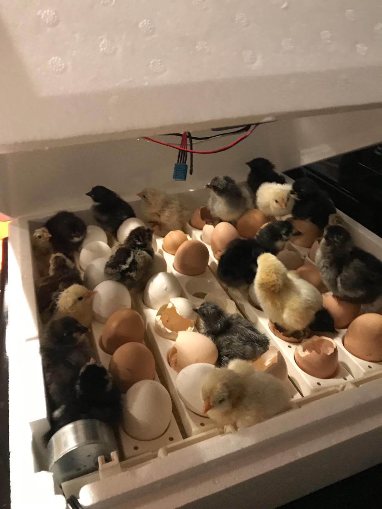 2450 Digital Circulated Air Incubator with Egg Turner | Circulated-Air Hatching Machine with Automatic Turning and Humidity Control for Chickens and Other Poultry customer photo 1