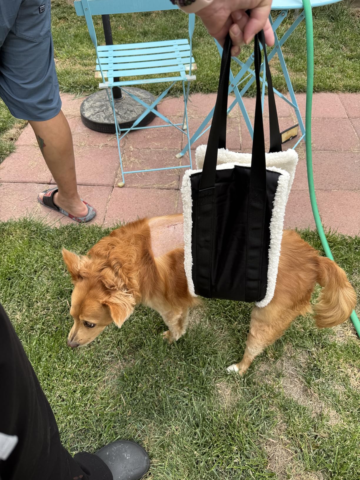 20-150lb Dog Sling for Large Dogs Hind Leg Support, Hevy Duty Portable Dog Lift Harness for Back Legs, Dog Hip Harness Large Breed, Dogs Lifter to Help Lift Rear for Senior/Injured Dog customer photo 1
