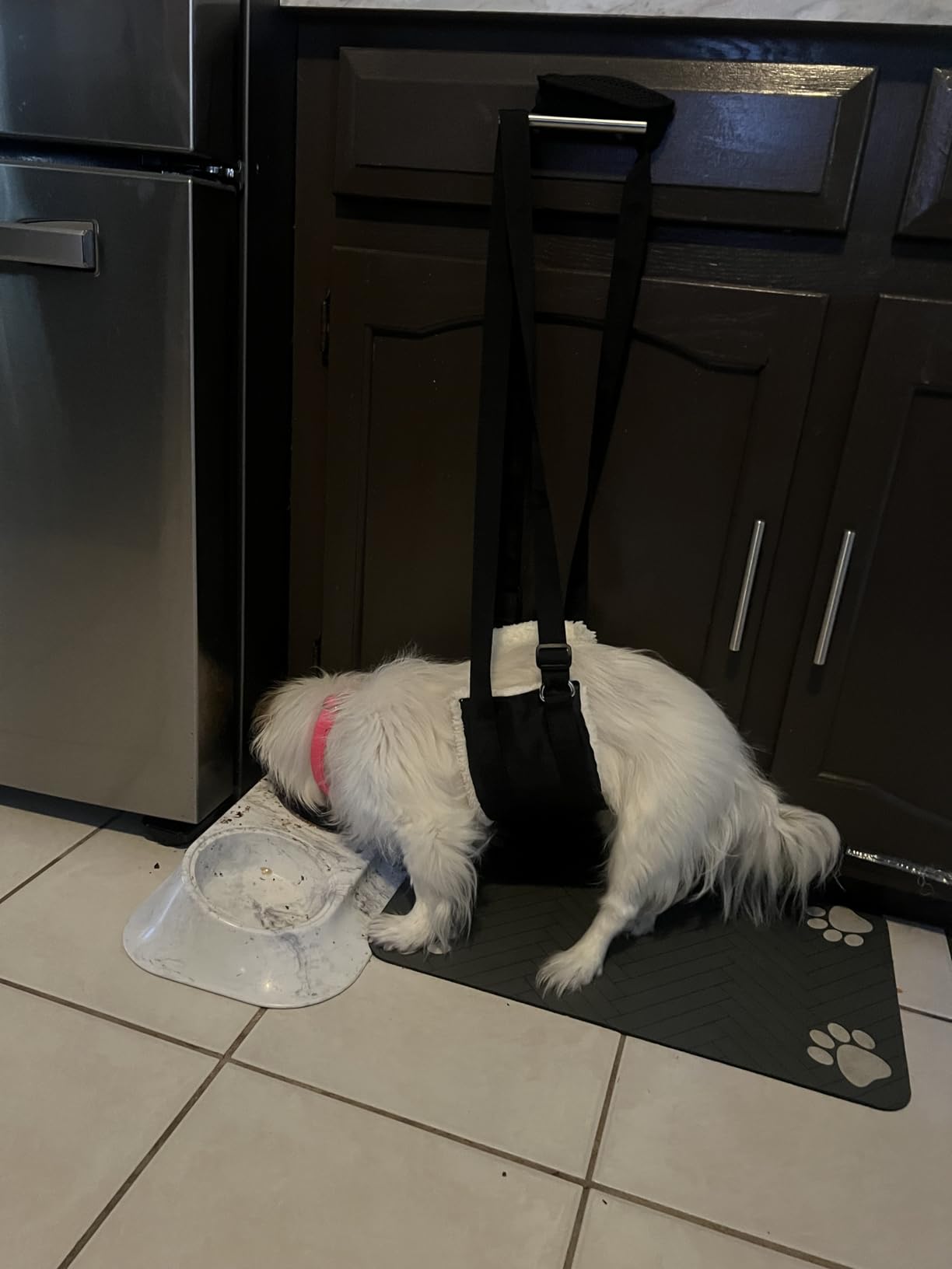 Adjustable Dog Lift Harness for Small Dogs Hind Leg Support Weak Legs Aid | Dog Sling, Helps Seniors, Injured, Disabled and After ACL Surgery Dogs, Daily Walk/ Stairs, Soft Padded, Easy to Use customer photo 2