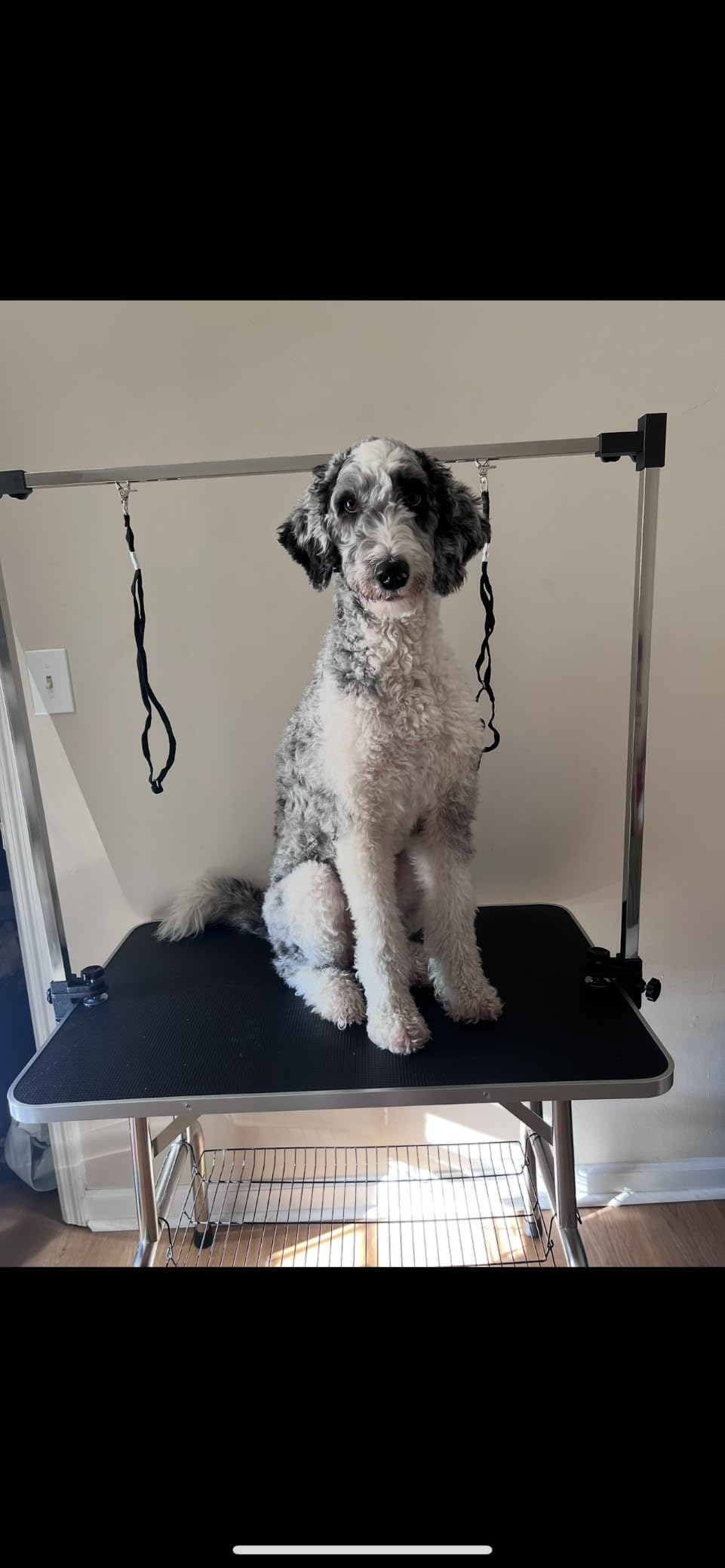 Lyromix 46''Large Dog Grooming Table, Adjustable Cat Drying Desktop with Arms, Nooses, Mesh Tray, Foldable Pet Station at Home, Maximum Capacity Up to 330Lb customer photo 2
