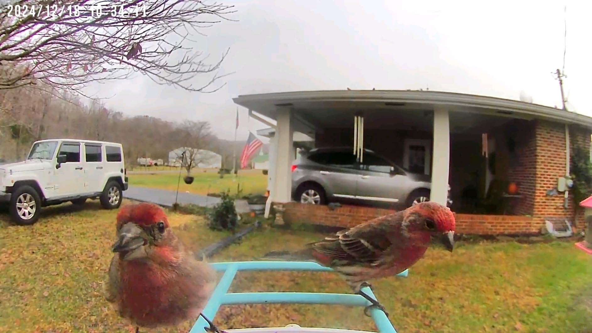 NETVUE by Birdfy Smart Bird Feeder with 2K AI Camera customer photo 1