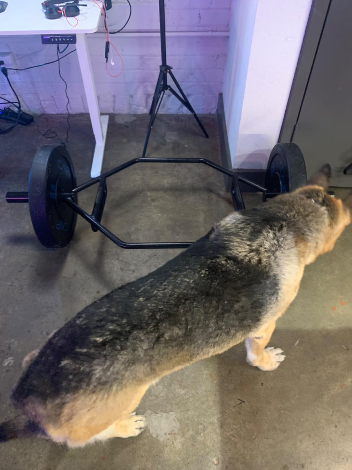 CAP Olympic Trap Bar | Heavy-Duty Hex Shrug & Deadlift Weight Bar customer photo 2