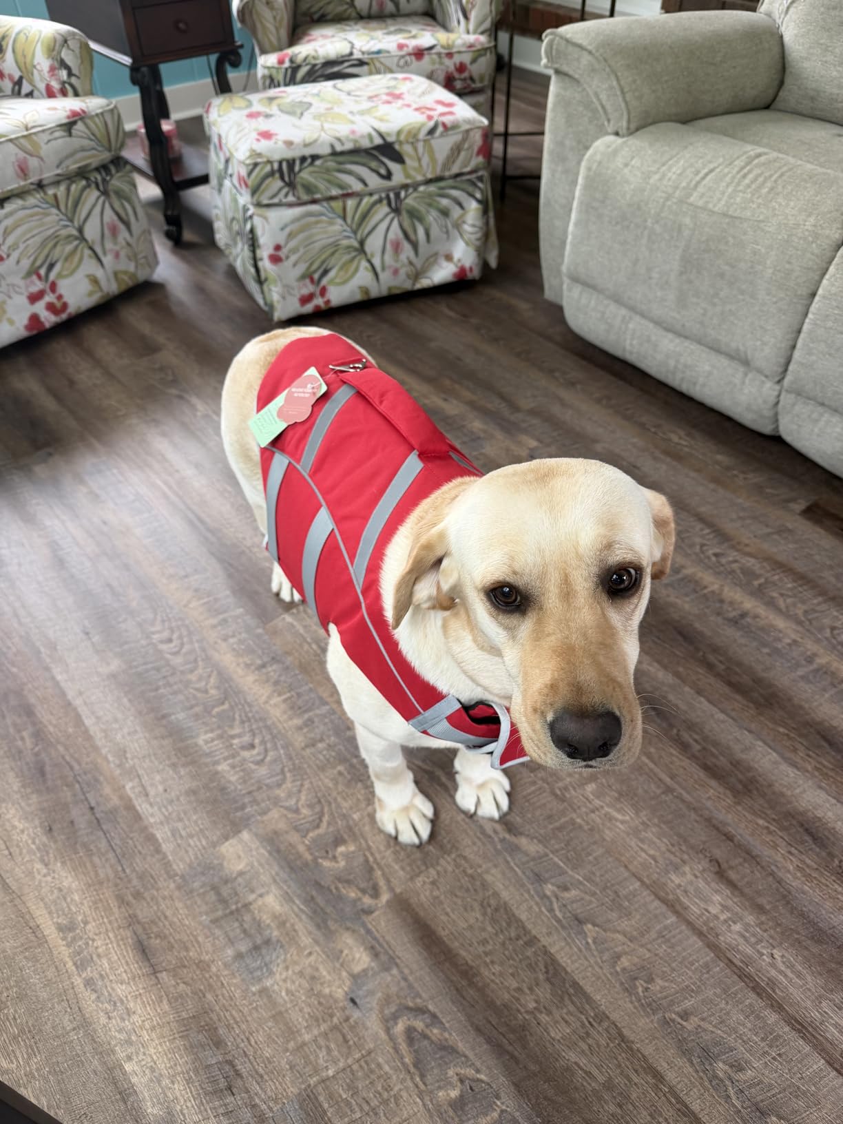 Kuoser Reflective Dog Life Jacket, Dog Life Vest for Swimming Boating customer photo 1