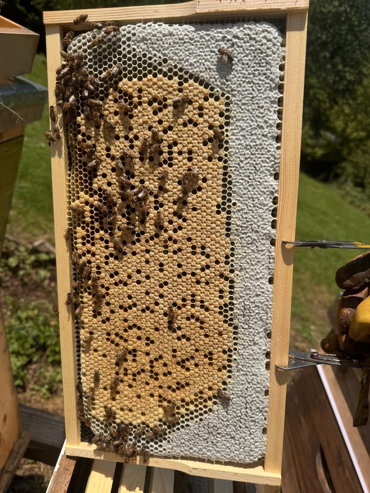 POLLIBEE Bee Hive, 10 Frame Beehive Boxes Starter Kit, Langstroth Beehives Include 2 Deep Hive Boxes and 1 Medium Super Bee Box, Include Bee Hive Frames and Wax Foundation Sheets customer photo 1