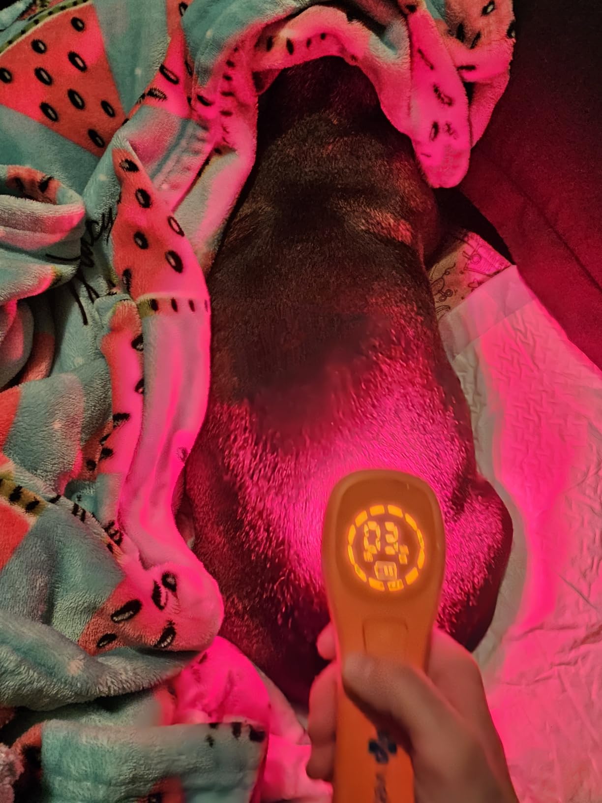 SHINE VETLIGHT Pro Red & Infrared LED Therapy for Animals with DeepPower customer photo 1
