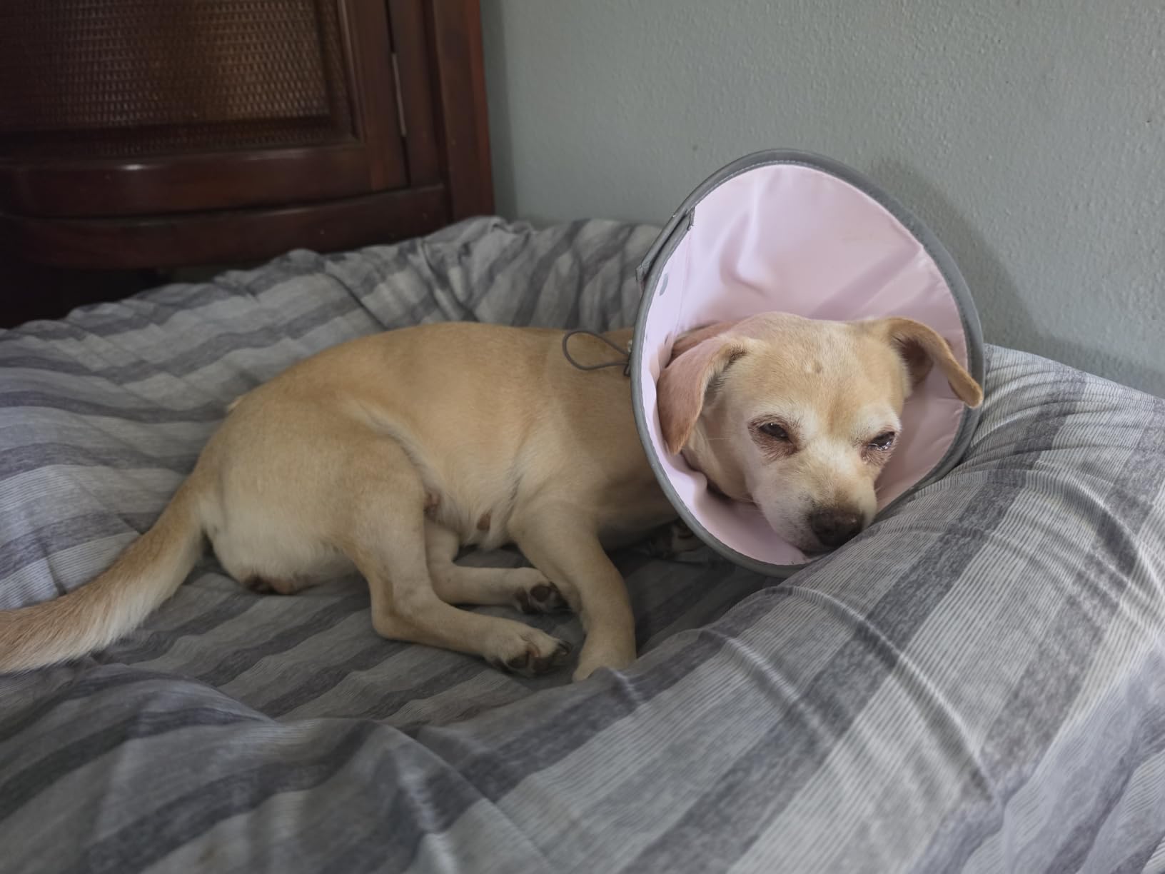 Agape Soft Dog Cone for Small Dogs & Cats, Recovery Collar to Stop Licking | Comfy E Collar Alternative for Puppies, Adjustable Cloth Cone After Surgery, Protective Neck Cone for Kittens, Washable customer photo 2