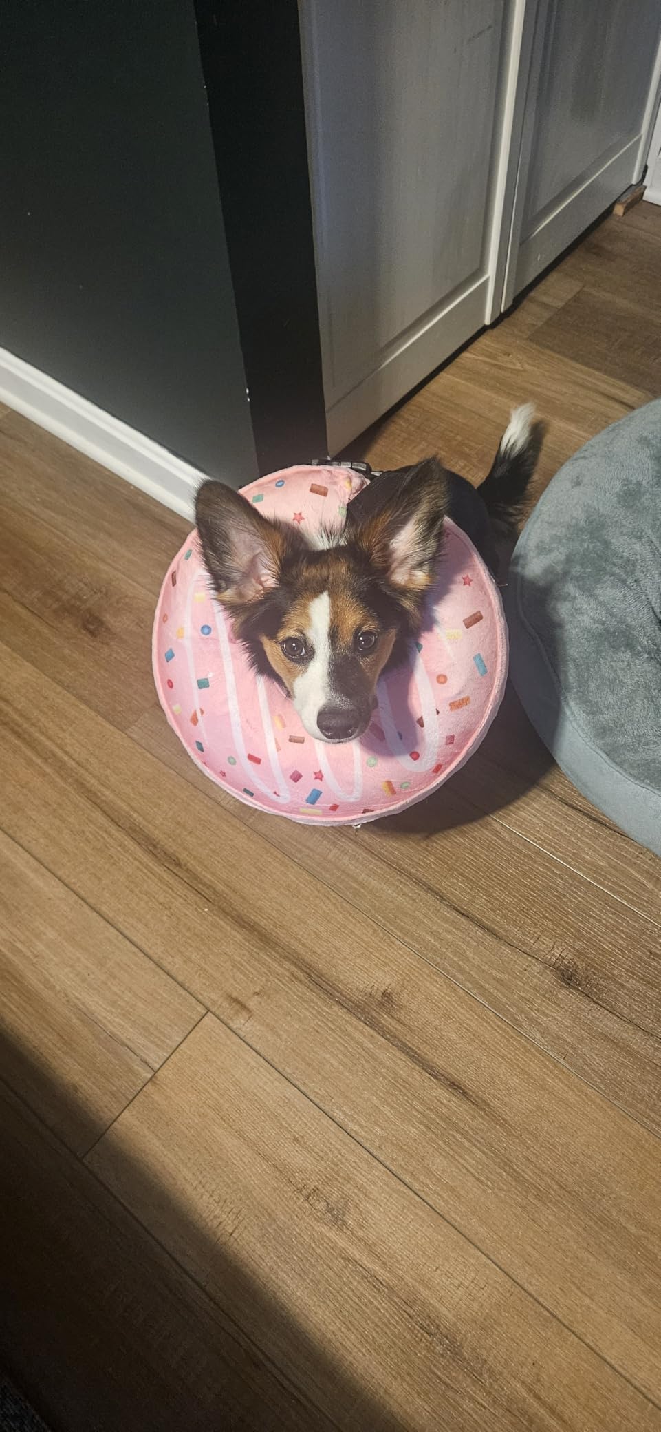 Inflatable Dog Pillow Cone Collar After Surgery, Donut Soft Neck Cone for Pug Dachshund Medium Dogs, etc, Recovery E Collar to Stop Licking Pink customer photo 1