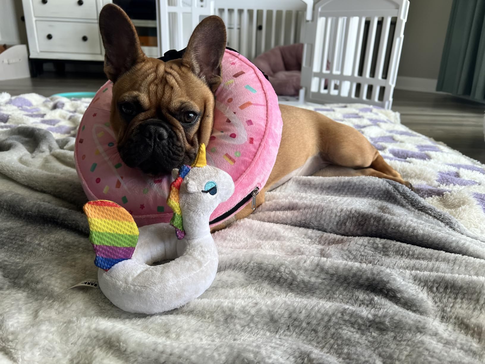 Inflatable Dog Pillow Cone Collar After Surgery, Donut Soft Neck Cone for Pug Dachshund Medium Dogs, etc, Recovery E Collar to Stop Licking Pink customer photo 2