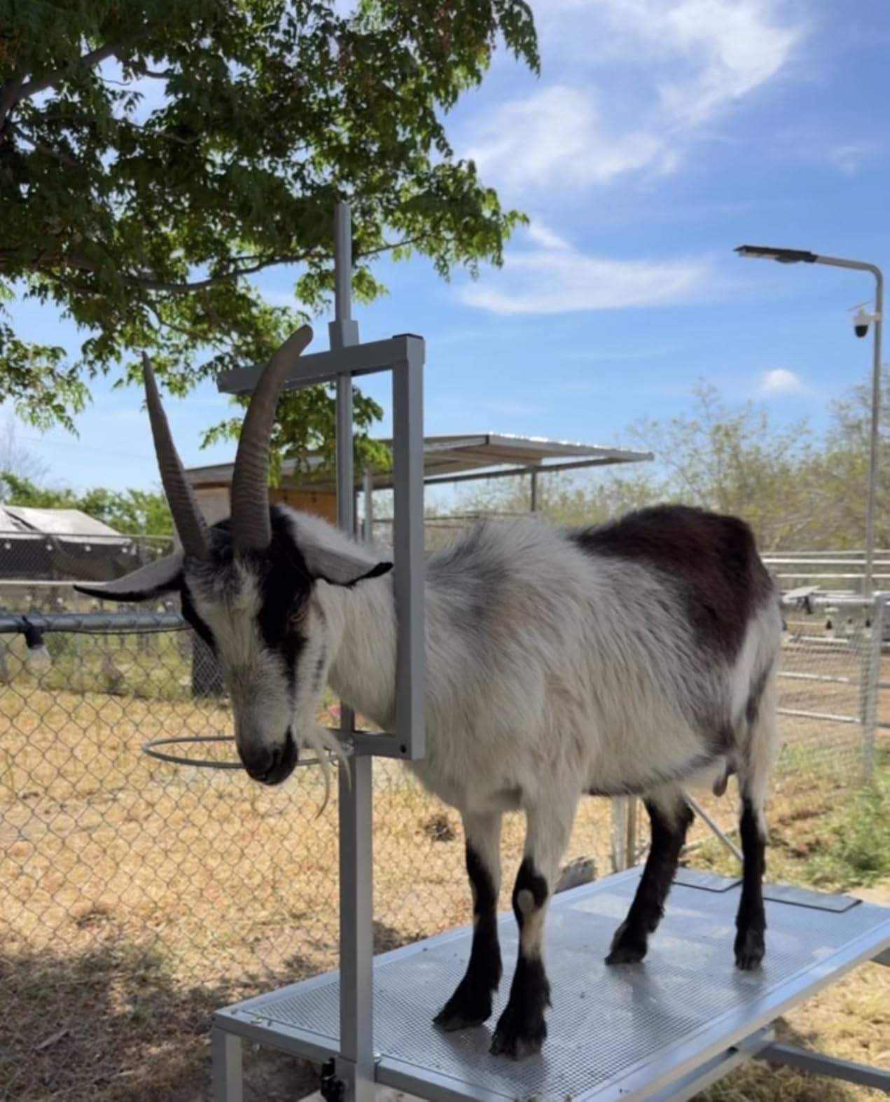 600 LBs Goat Stand with Feed Bin, Goat Milking Stand for Sheep Trimming and Milking, Hoof Trimming Stand Adjustable Size, with Feeder, Iron Black customer photo 1
