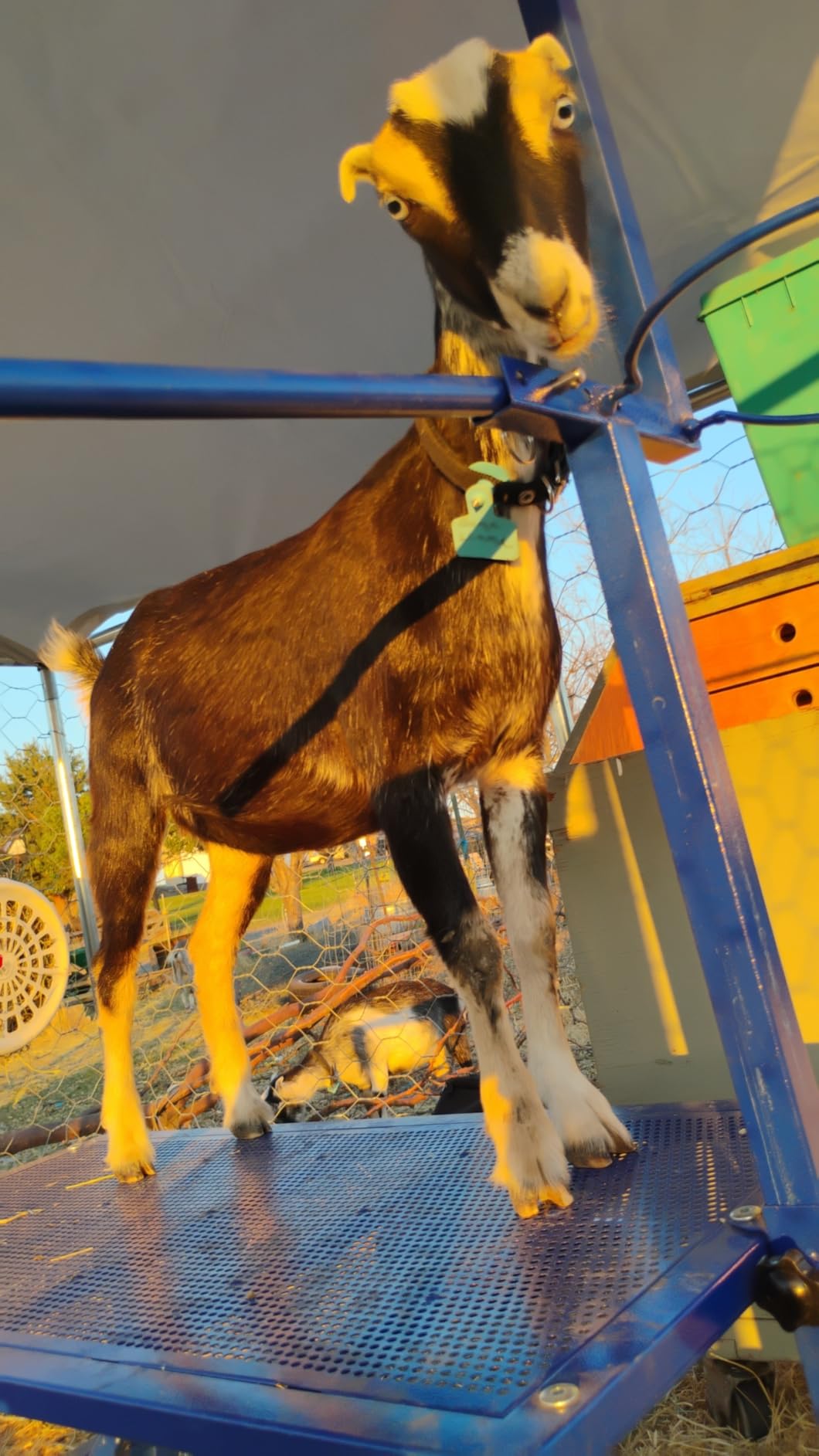 Goat Milking Stand with Feed Bin, 400LBs Goat Stand for Sheep Trimming and Milking, Hoof Trimming Stand Adjustable Size for Pygmy, Dwarf Goats, Iron Black customer photo 1