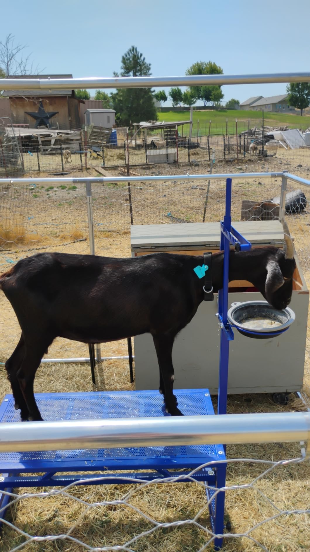 Goat Milking Stand with Feed Bin, 400LBs Goat Stand for Sheep Trimming and Milking, Hoof Trimming Stand Adjustable Size for Pygmy, Dwarf Goats, Iron Black customer photo 2
