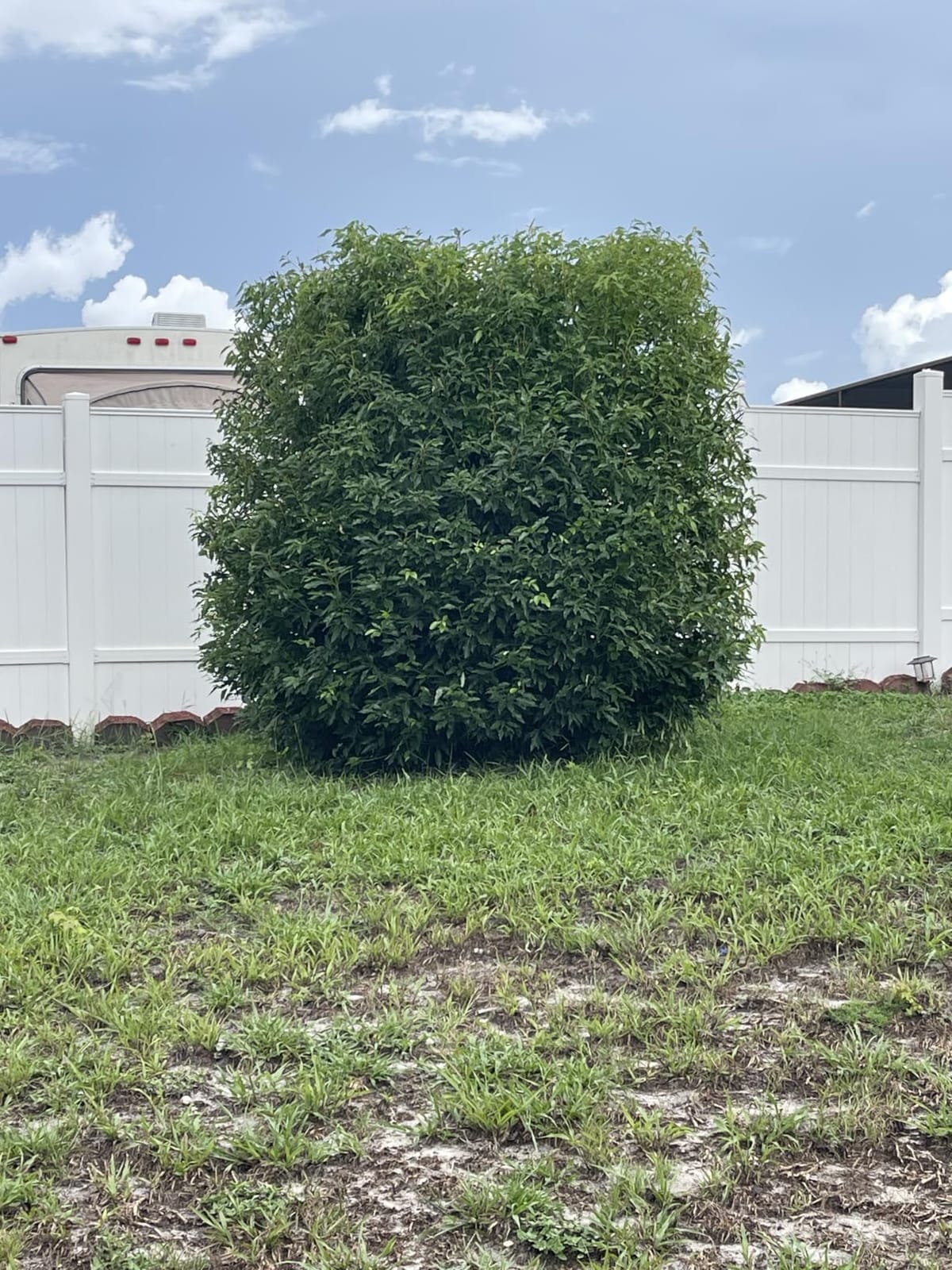 MZK 20V Cordless Hedge Trimmer, Bush & Shrub Cutter, 23-Inch Blade | Cordless hedge trimmer with extension pole for tall hedges, shrubs, garden edges, and overhead trimming. customer photo 1
