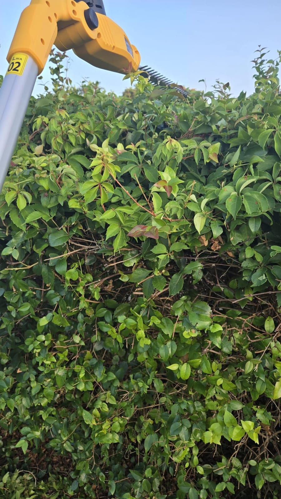 20V Cordless Pole Hedge Trimmer, 15 Ft Reach, 2 x 4.0Ah Batteries | Fast charger included, with 5/8-inch cutting capacity and an extension pole for trimming tall hedges,shrubs,and bushes,Yellow customer photo 2