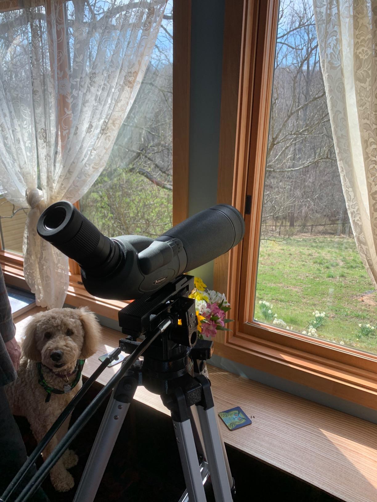 Celestron Heavy-Duty Alt-Azimuth Tripod for Spotting Scopes & Telescopes customer photo 1