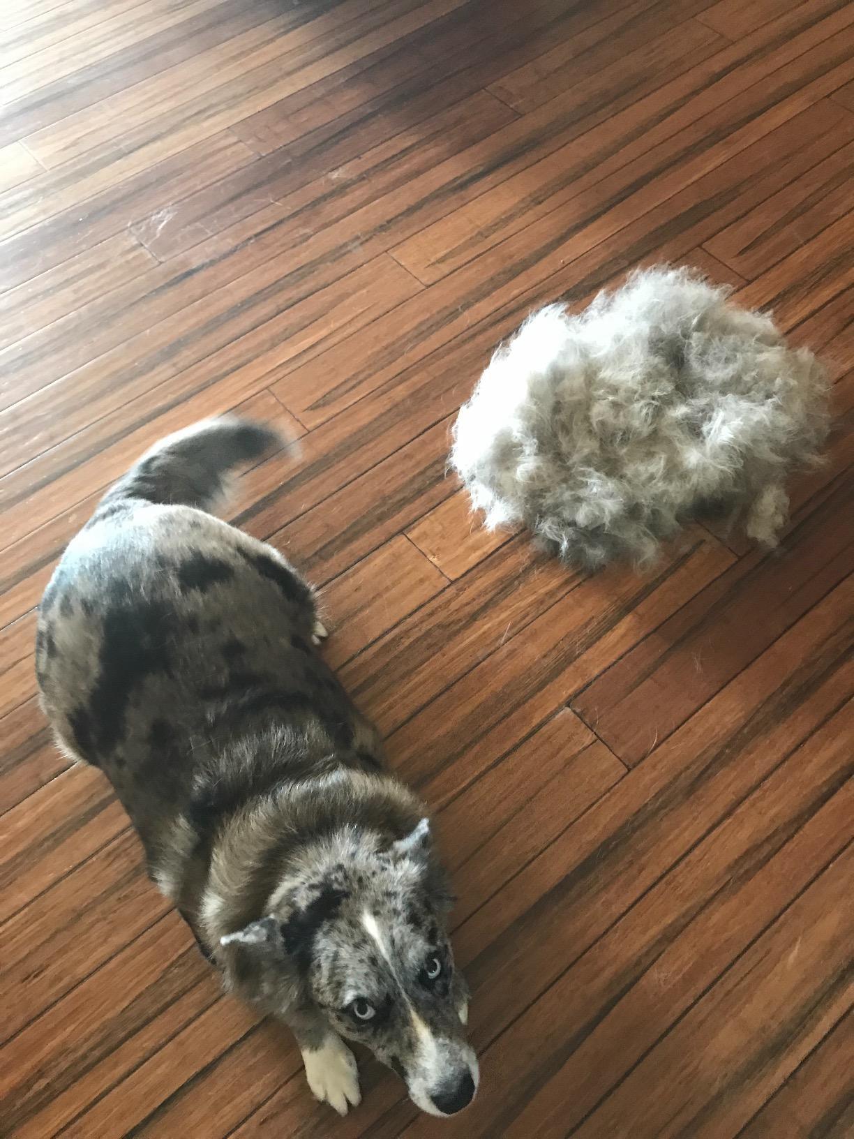 FURminator Dog DeShedding Tool, Grooming Tool For Dogs, Large, Long Hair customer photo 1