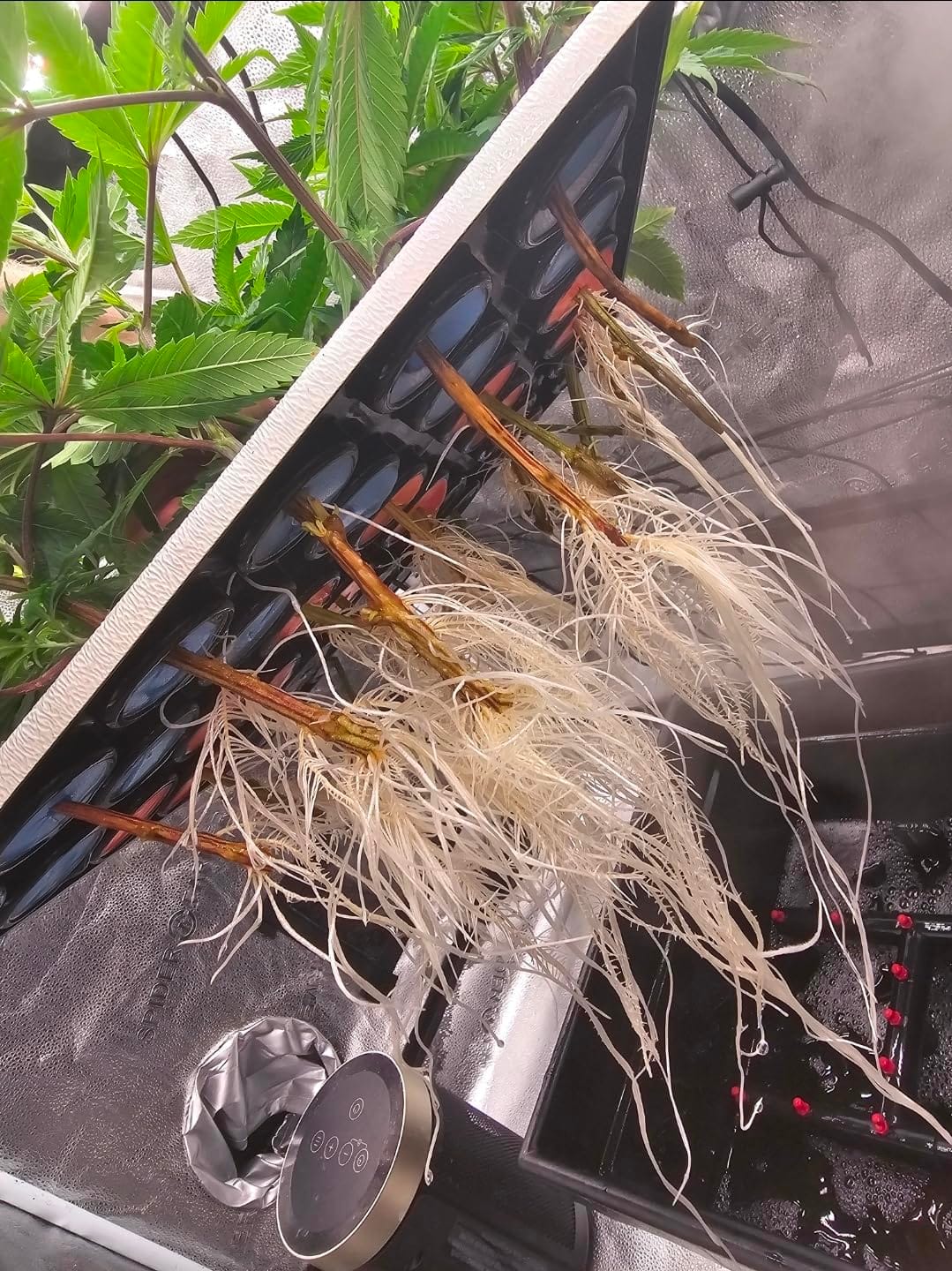 36 Site Aeroponic Cloning Machine. Expect 100% Success Rates! customer photo 1