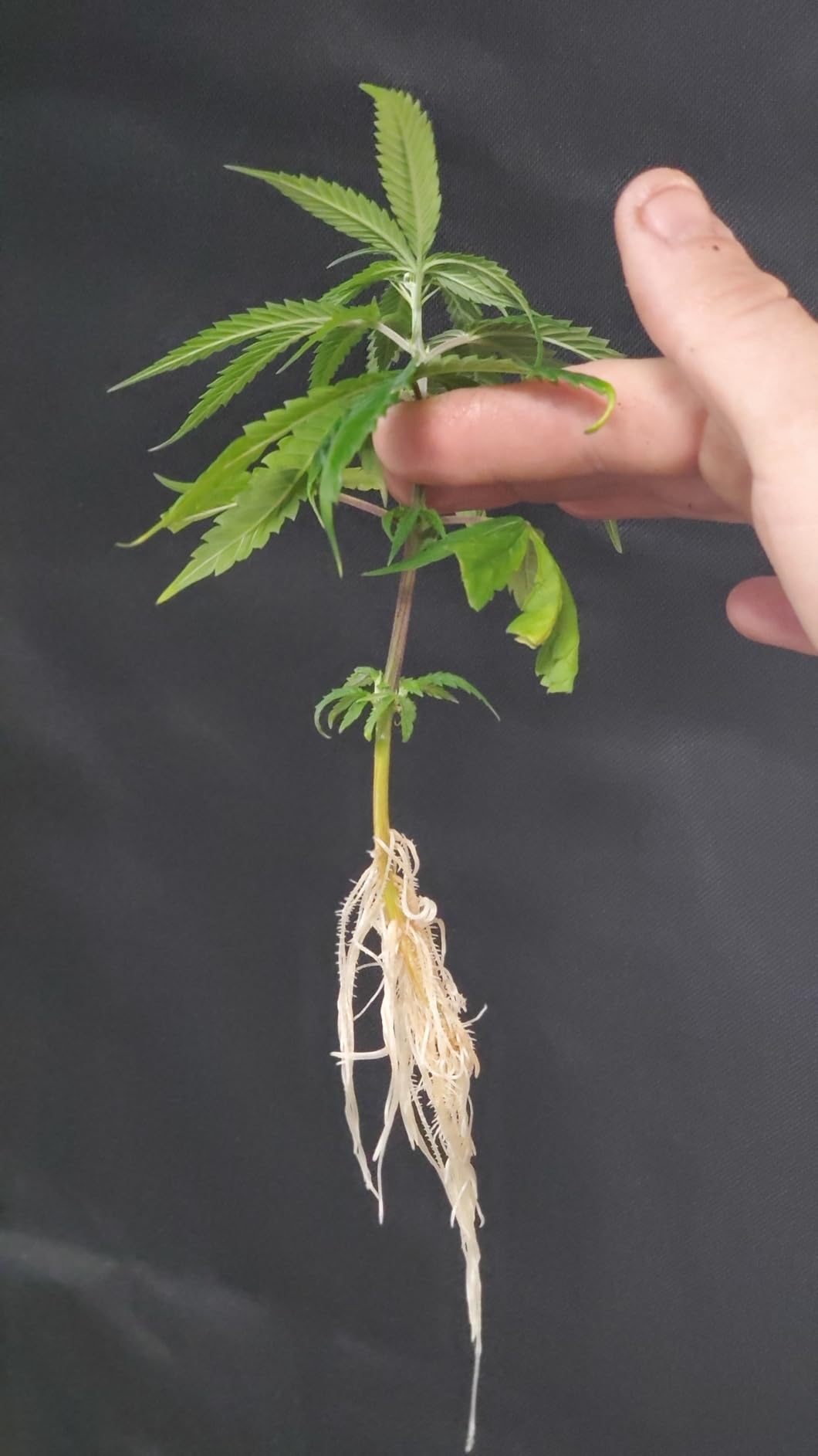 36 Site Aeroponic Cloning Machine. Expect 100% Success Rates! customer photo 2
