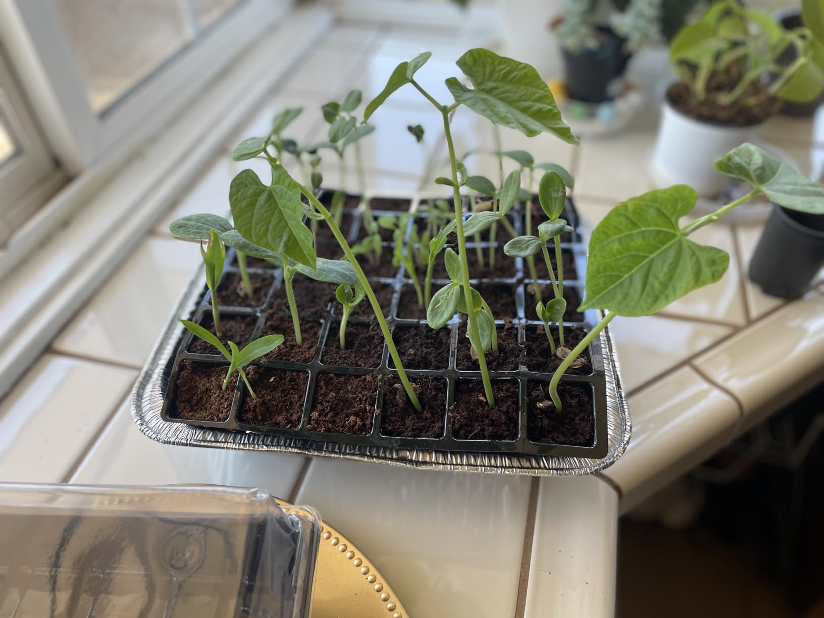 Burpee 72 Cell Seed Starting Kit with Greenhouse Dome and Coir Pellets customer photo 1