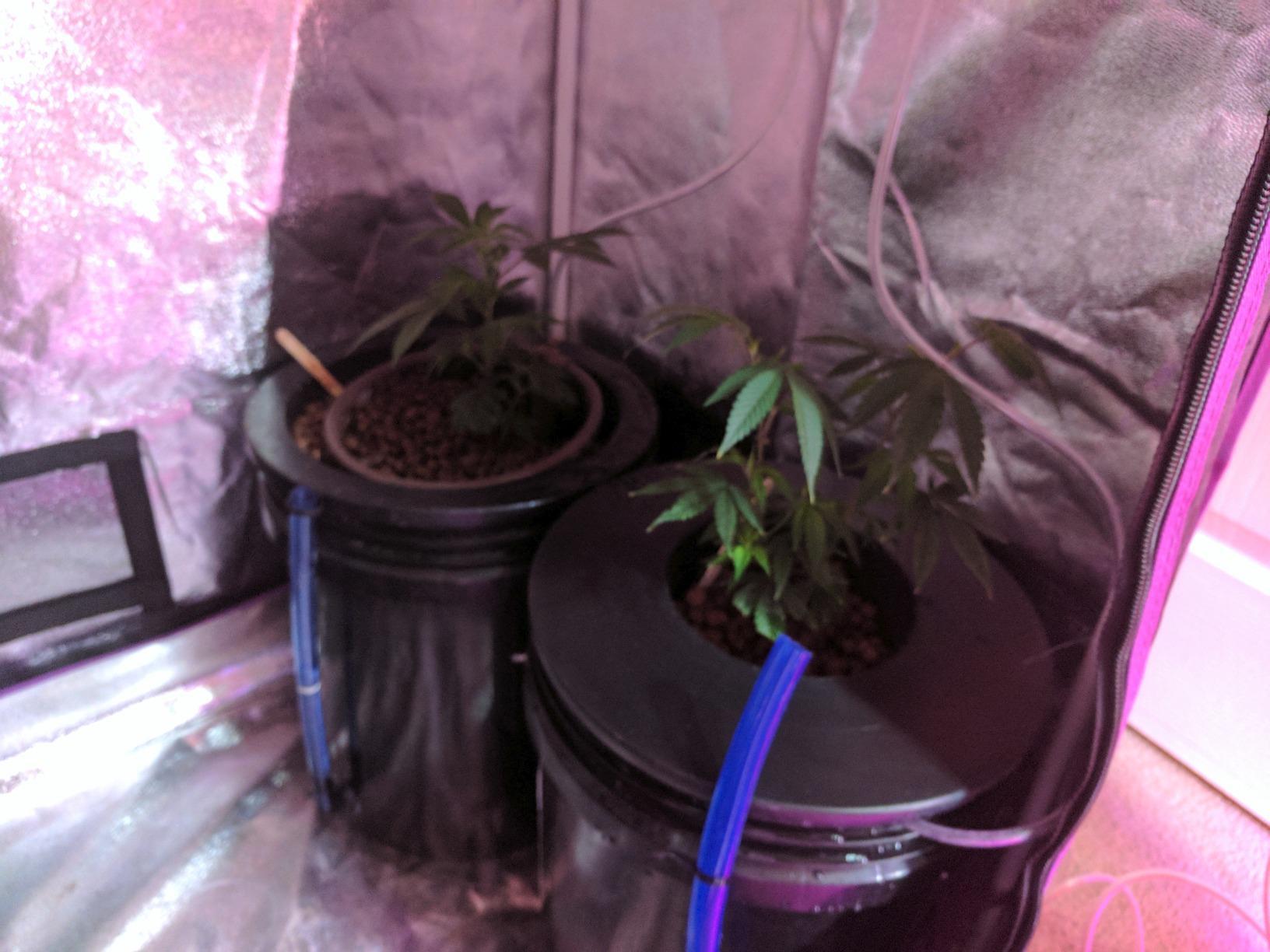 Deep Water Culture (DWC) Hydroponic Bubbler Bucket Kit by PowerGrow ® Systems (4) 5 Gallon - 6