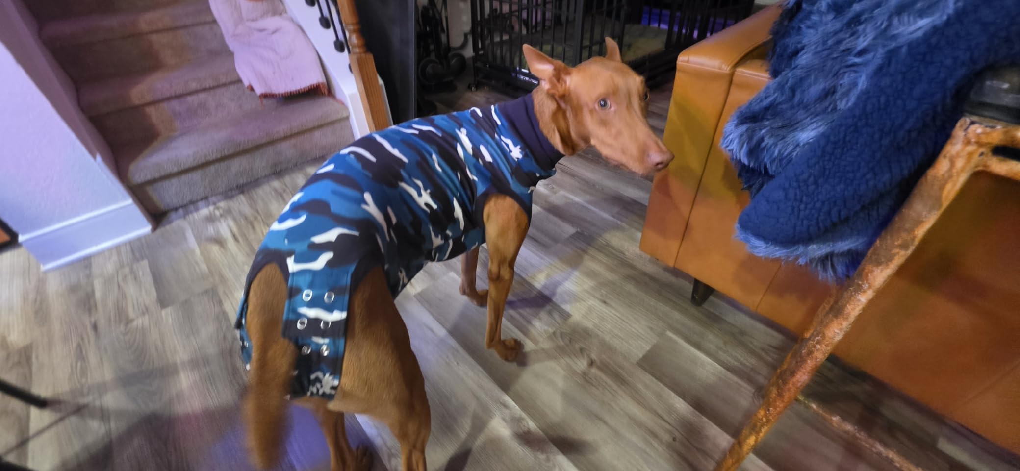 Suitical Recovery Suit for Dogs - XL Black - Dog Surgery Recovery Suit with Clip-Up System, Breathable Fabric for Spay, Neuter, Skin Conditions, Incontinence, 29.1–32.3 in Neck-to-Tail customer photo 2