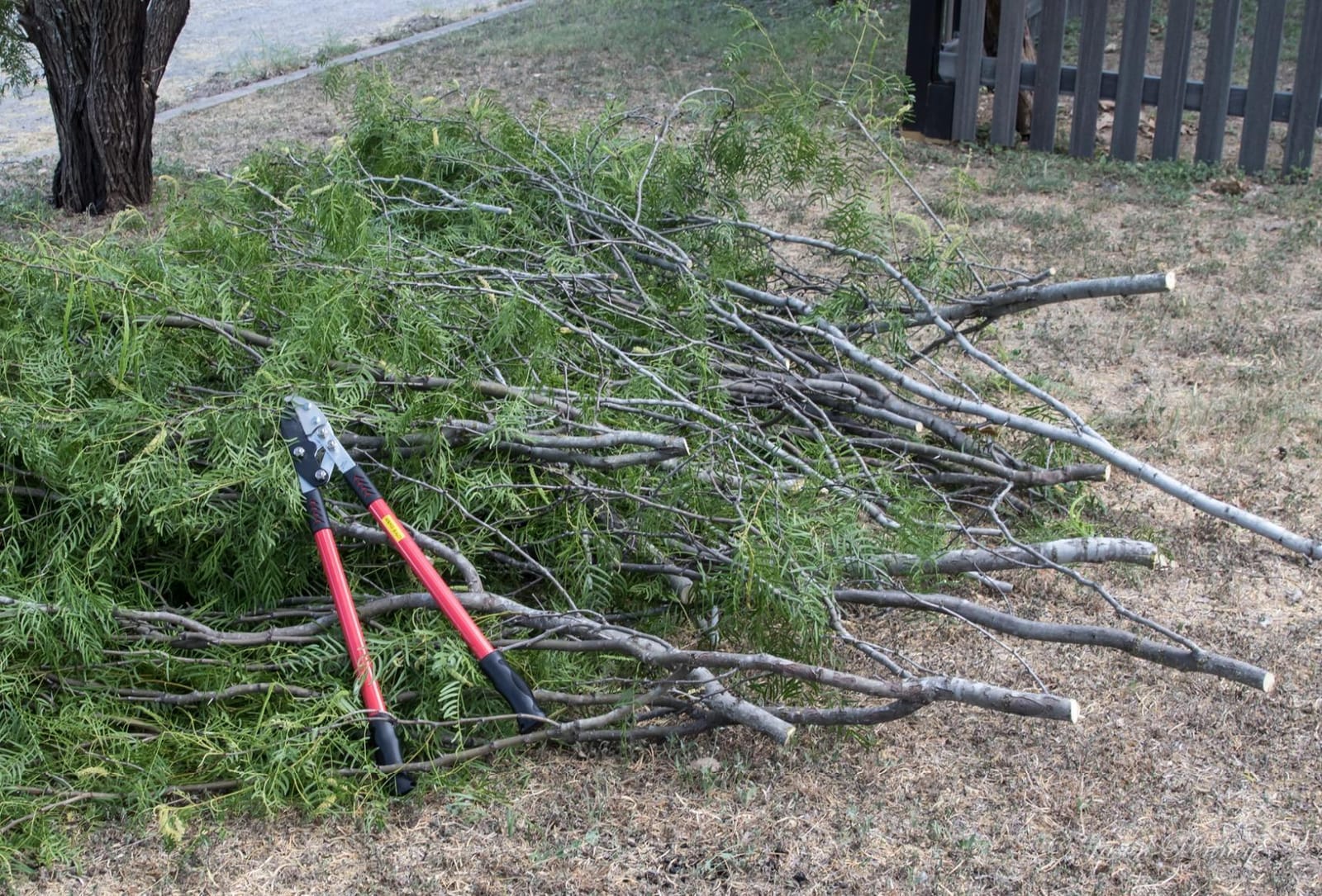 TABOR TOOLS GG12A Anvil Lopper with Compound Action, 30 Inch Tree Trimmer & Branch Cutter, Heavy Duty Tree Pruner with 2 Inch Cut Capacity, Chops Thick Dry Branches with Ease customer photo 1