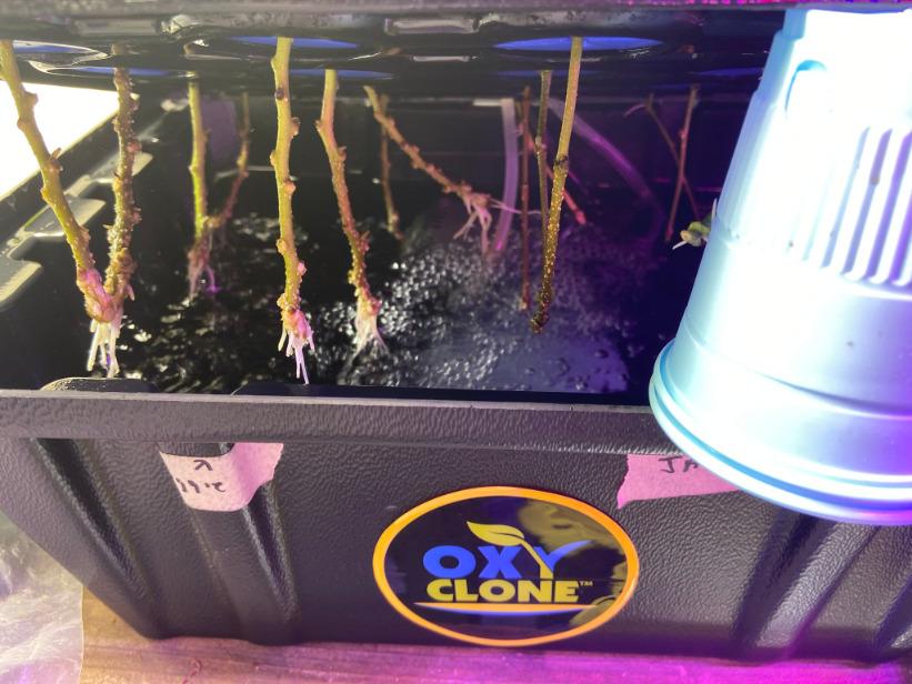 Oxyclone OX20SYS Recirculating Cloning System, 20 Sites, Compact customer photo 1