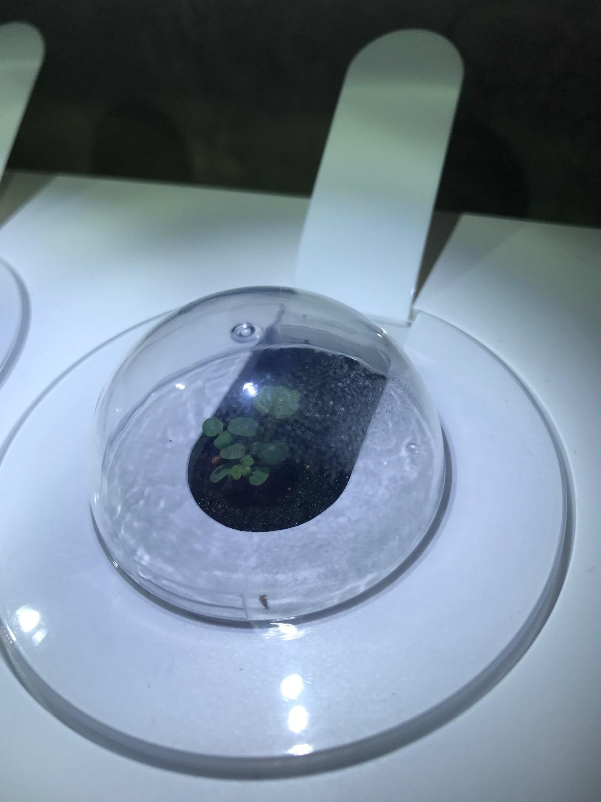 Click & Grow Indoor Herb Garden Kit with Grow Light | Smart Garden for Home Kitchen Windowsill | Easier Than Hydroponics Growing System | Vegetable Gardening Starter (3 Basil Pods Included), White customer photo 2