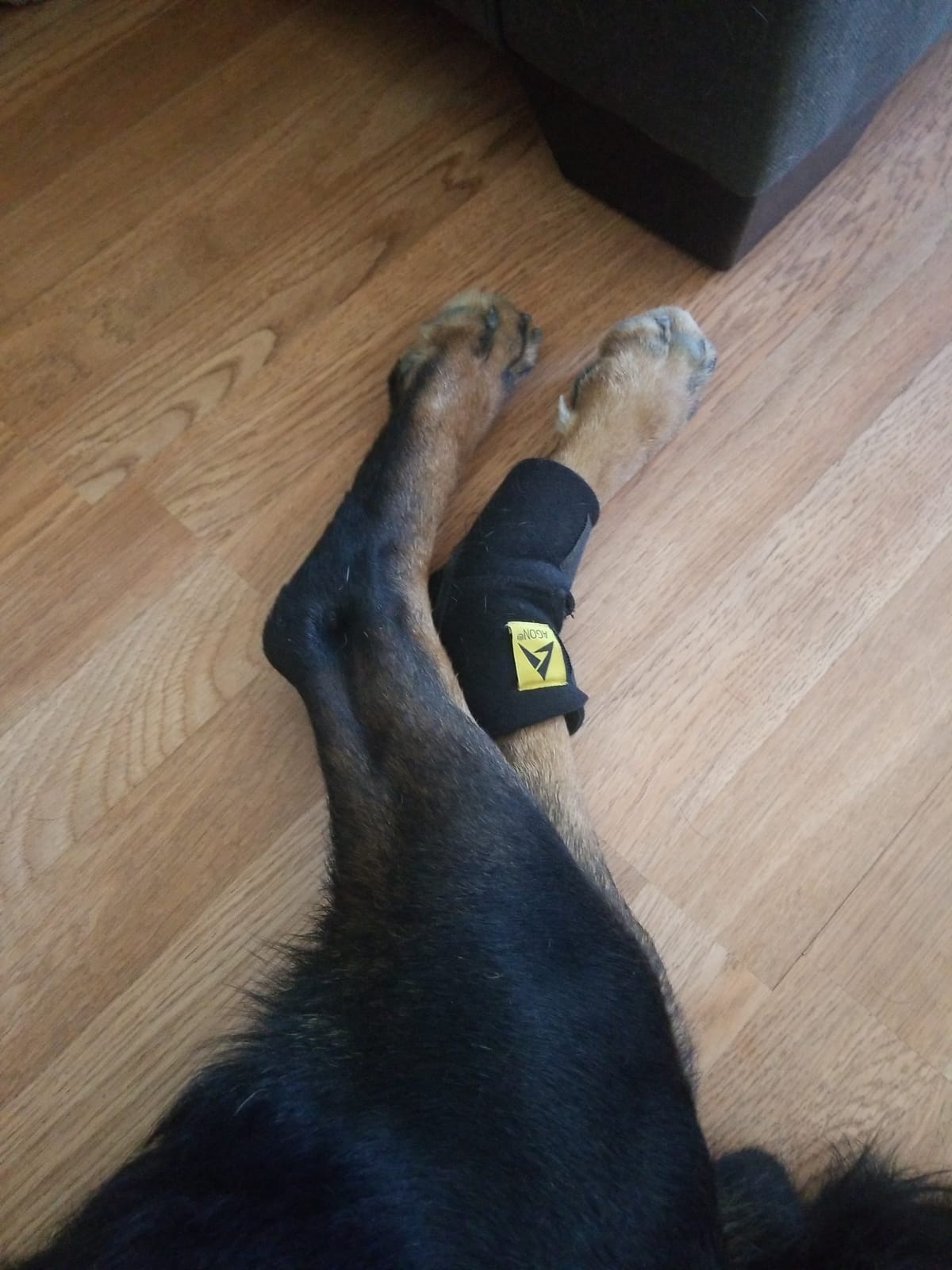 Agon® Dog Leg Braces For Back Leg wrap hock compression protects wounds and helps heal hind legs rear ankle joint, preventing injuries, sprains providing stability for dogs, canine arthritis (X-Large) customer photo 1