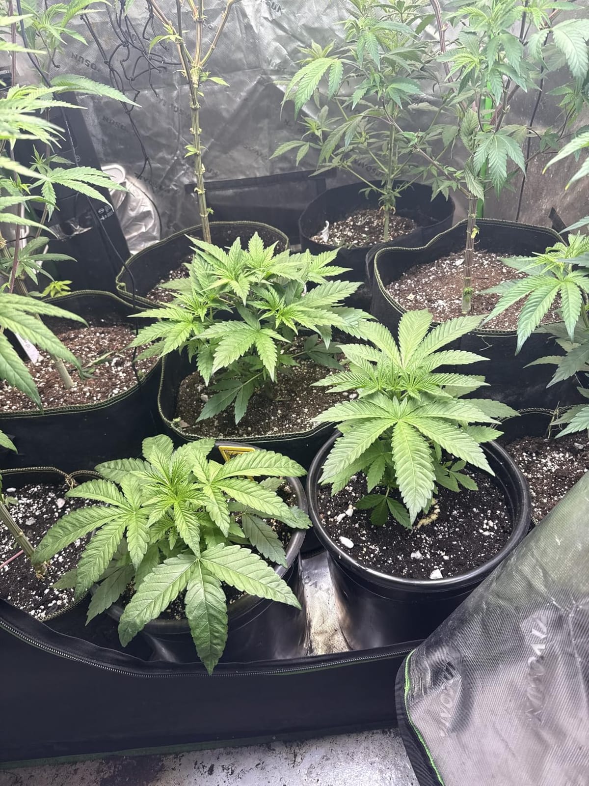 zazzy 4x4 Grow Tent, 48