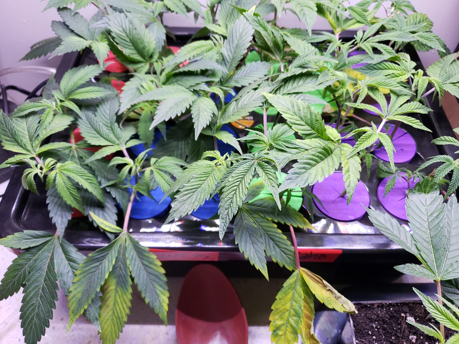 Psycloner Clone Machine, Hydroponics System, Cloner for Plant Cuttings, Propagation, 2 Gallon, Deep Water Culture, DWC (24 Site) customer photo 1