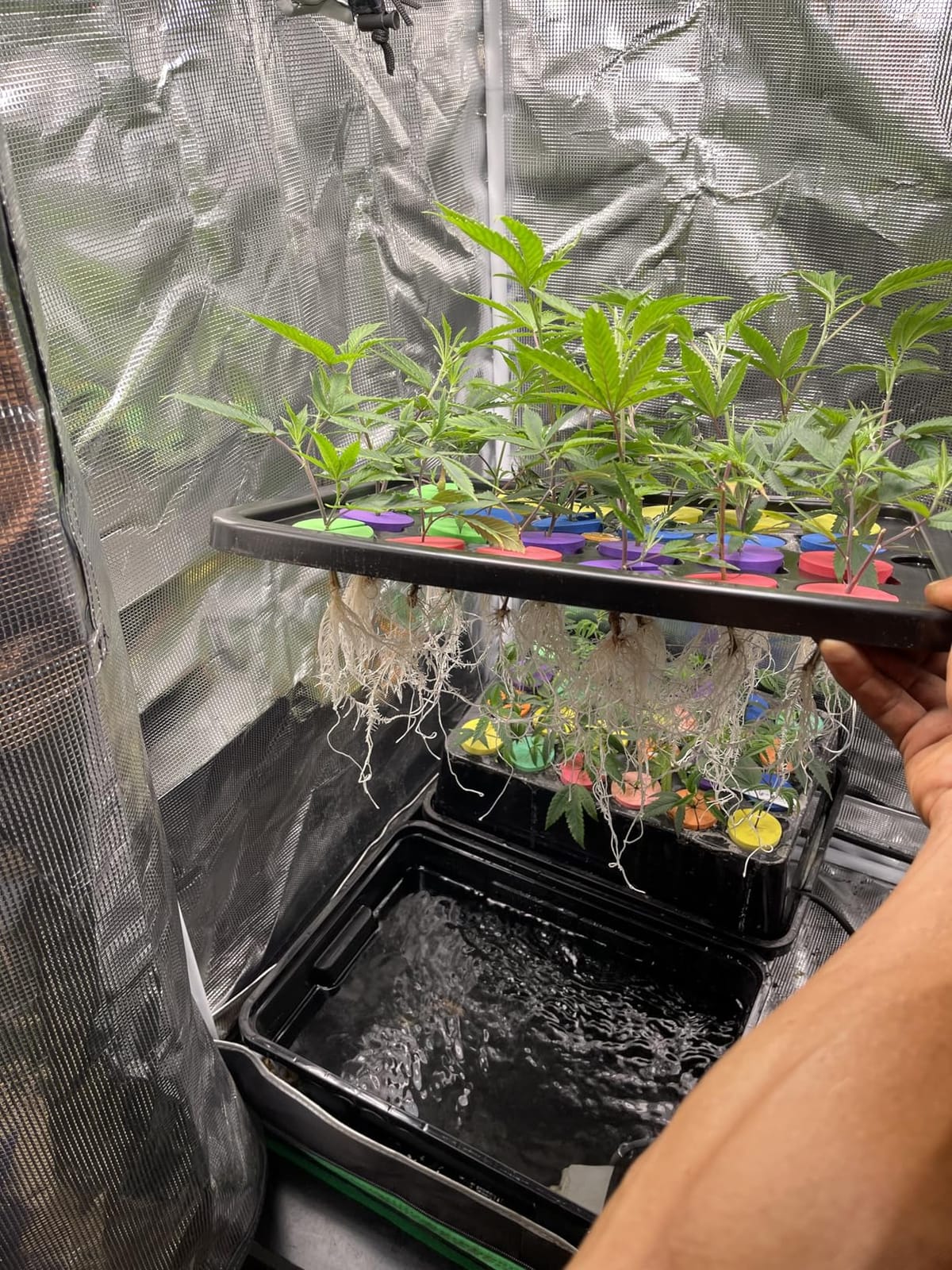 Psycloner Clone Machine, Hydroponics System, Cloner for Plant Cuttings, Propagation, 2 Gallon, Deep Water Culture, DWC (24 Site) customer photo 2