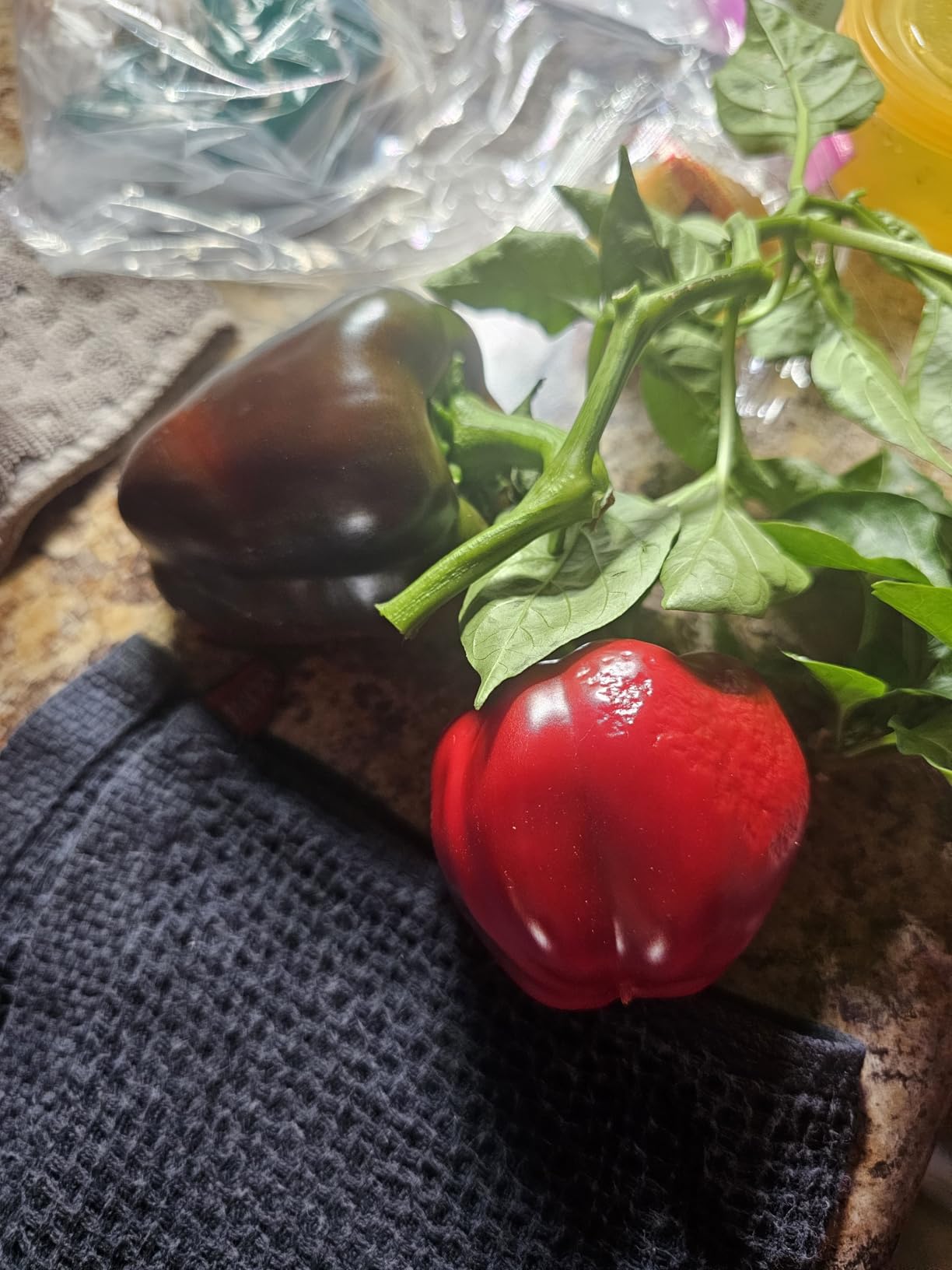AeroGarden Harvest Elite, Stainless Steel customer photo 1