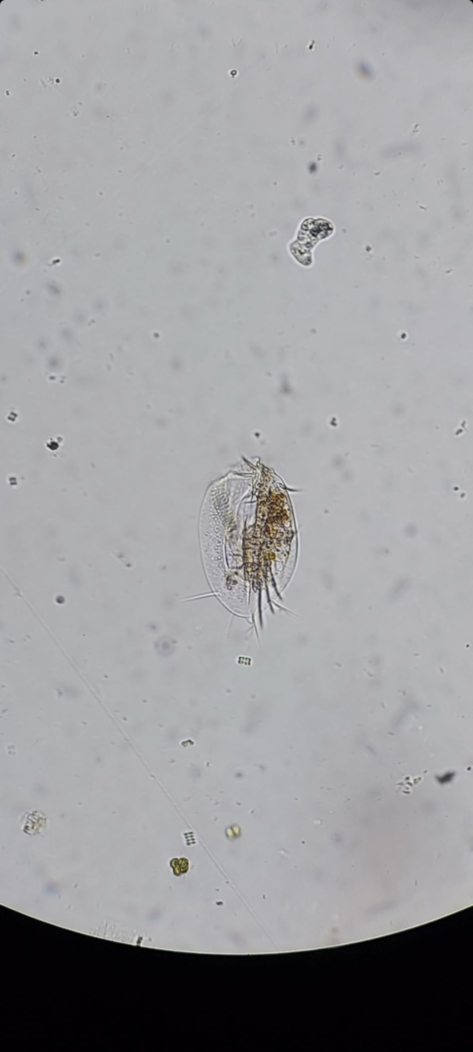 AmScope IN50C-PS25-WM Science Discovery 500X Inverted customer photo 2