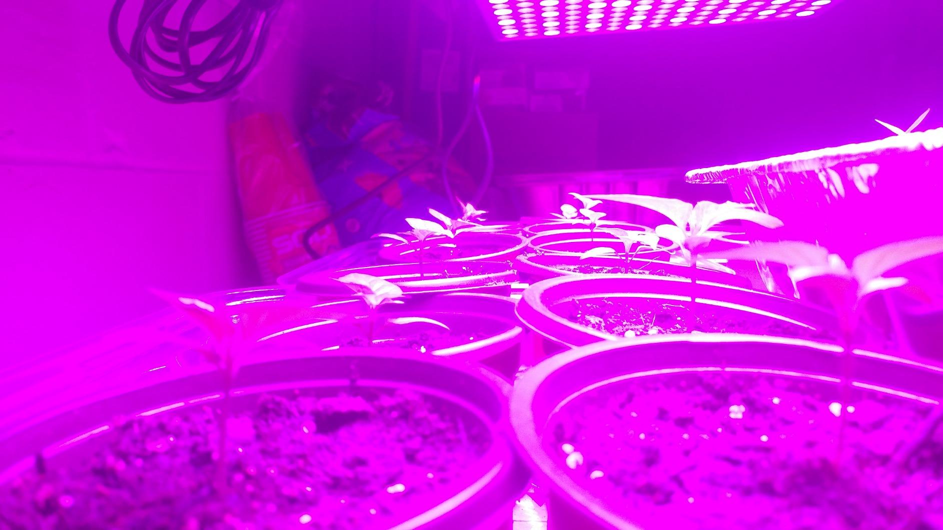 LED Grow Light 225 LEDs Plant Lights Red Blue White Panel Growing Lamps for Indoor Plants Seedling Vegetable and Flower (2 Pack) customer photo 1