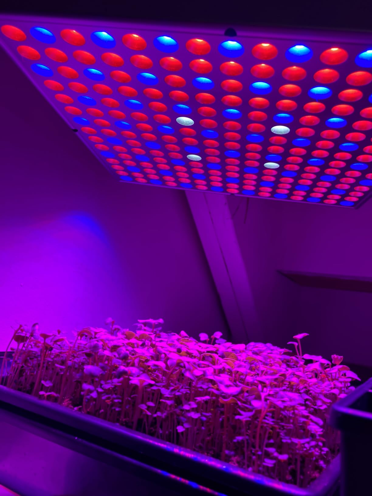 LED Grow Light 225 LEDs Plant Lights Red Blue White Panel Growing Lamps for Indoor Plants Seedling Vegetable and Flower (2 Pack) customer photo 2