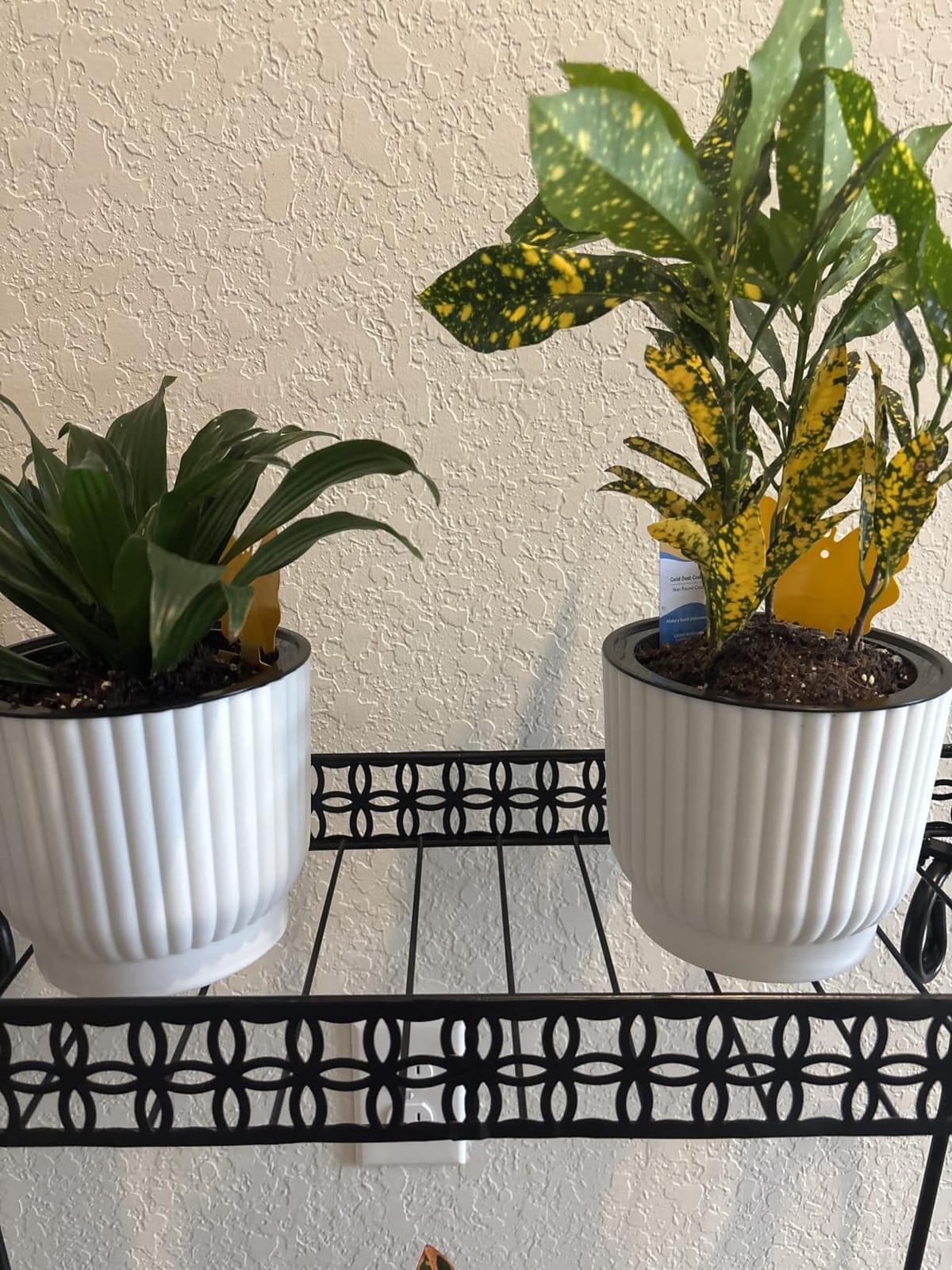 T4U Self Watering Pots for Indoor Plants, 6 Inch 6 Pack Planter White customer photo 2