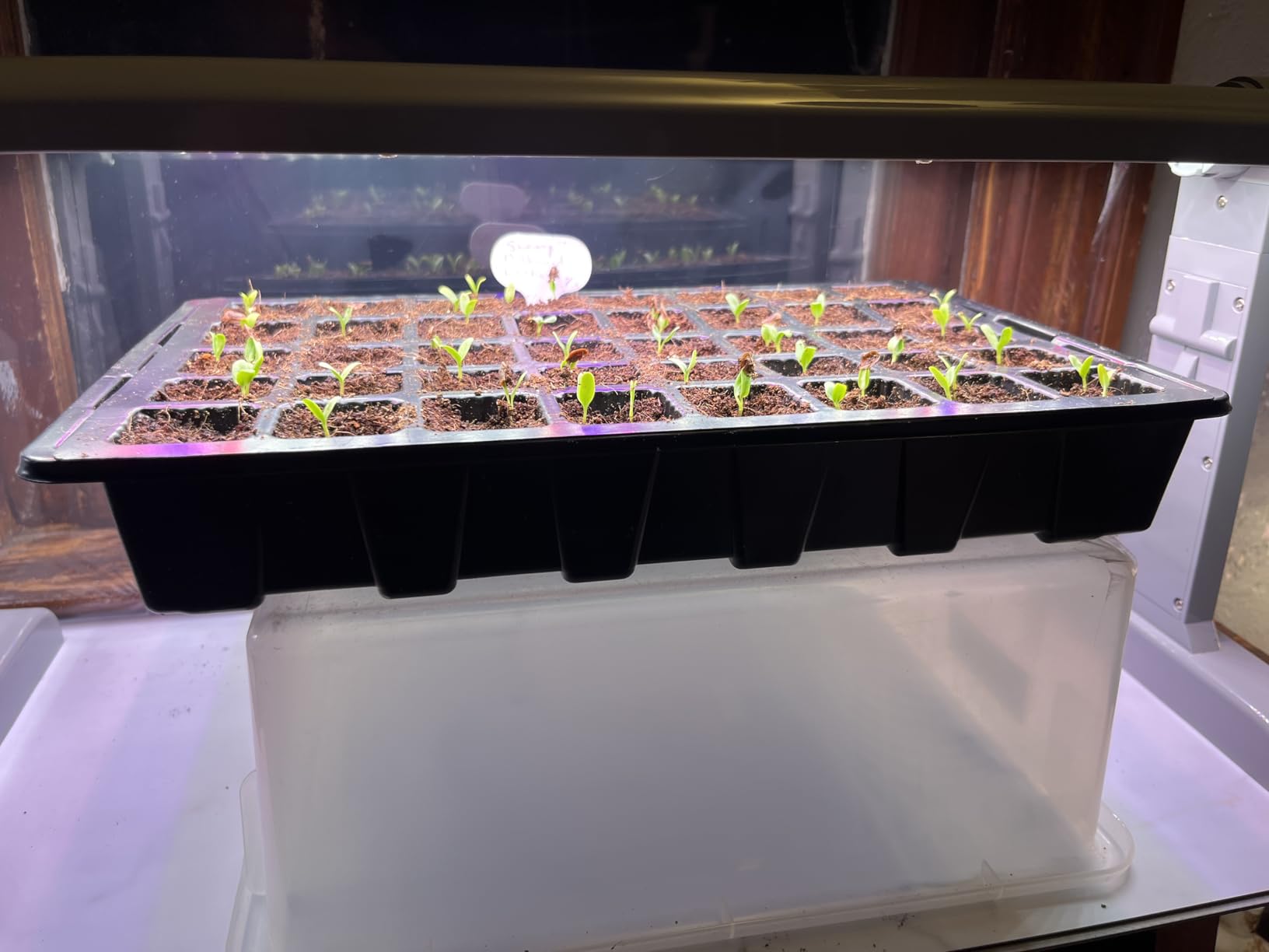 Gardzen 5-Set Seed Starter Tray Kits, Durable Plant Germination Trays with Humidity Vented Domes and Bases, Ideal for Seed Starting, Indoor Gardening, and Greenhouse (Total 200 Cells) | Durable Plant Germination Kit with Humidity Control Domes for Indoor Gardening, Greenhouse and Starting Seeds customer photo 2