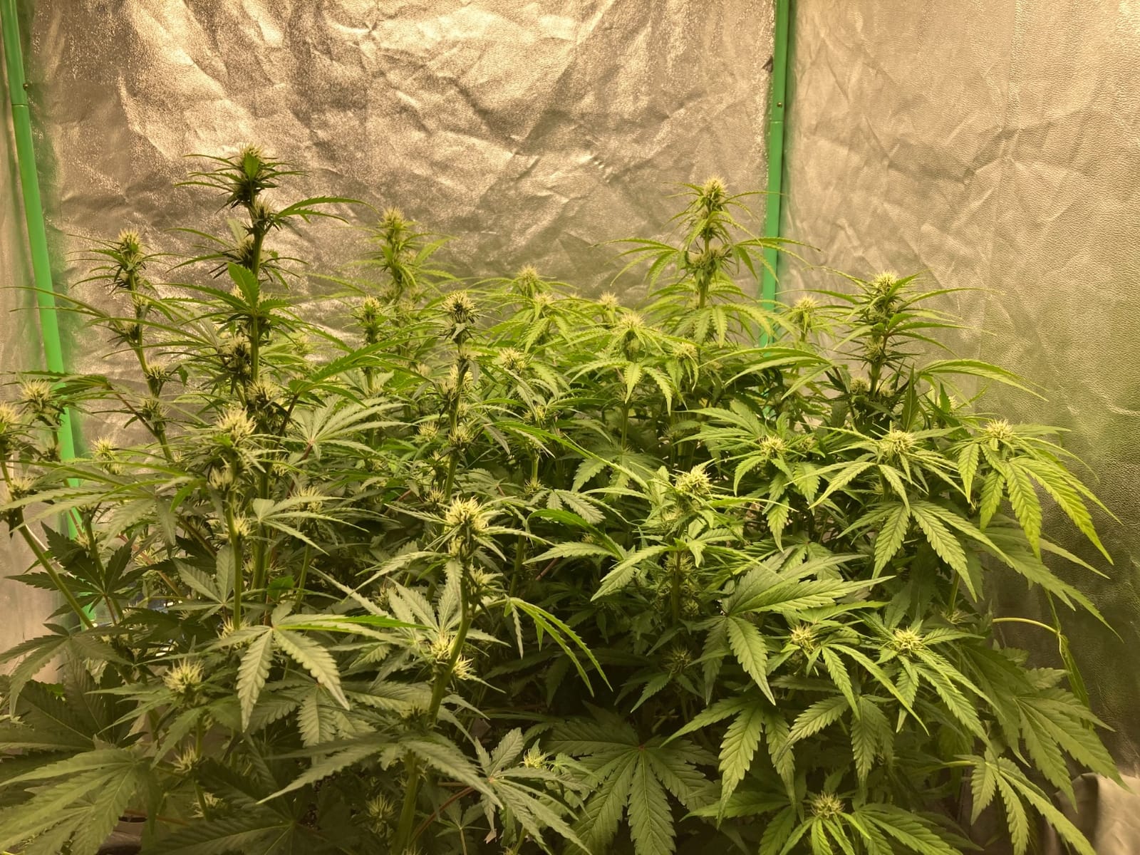 MARS HYDRO 150W TS1000 LED Grow Light for Indoor Plants Full Spectrum customer photo 2