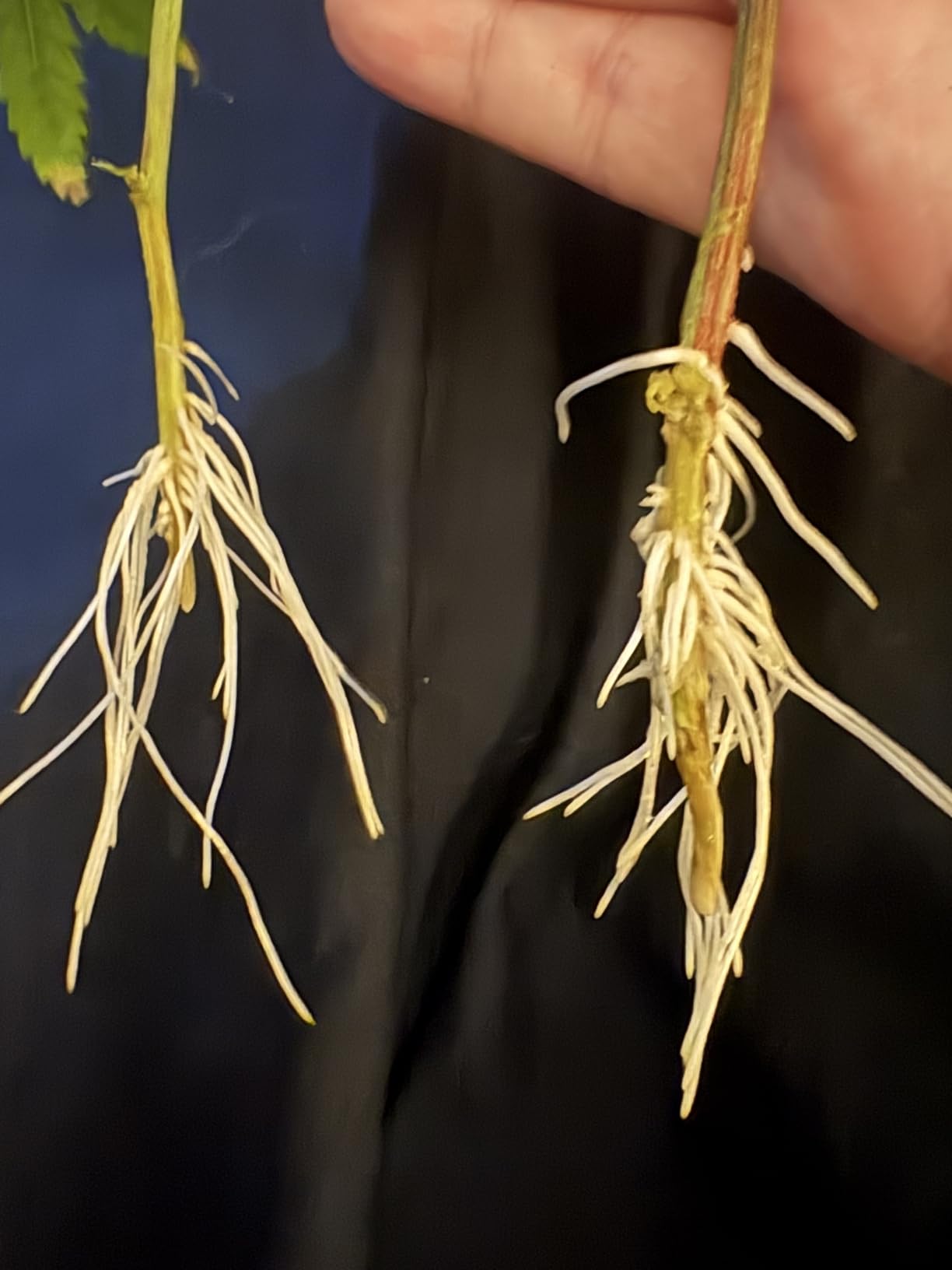 Aeroponic Cloner Machine 24 Site for Cuttings Rooting Using 2 inch Neoprene Inserts or 2 inch Clone Collars customer photo 1