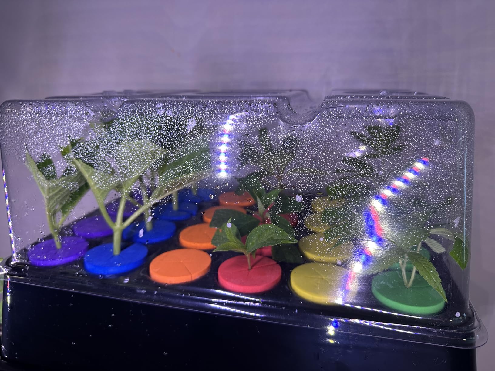Aeroponic Cloner Machine 24 Site for Cuttings Rooting Using 2 inch Neoprene Inserts or 2 inch Clone Collars customer photo 2