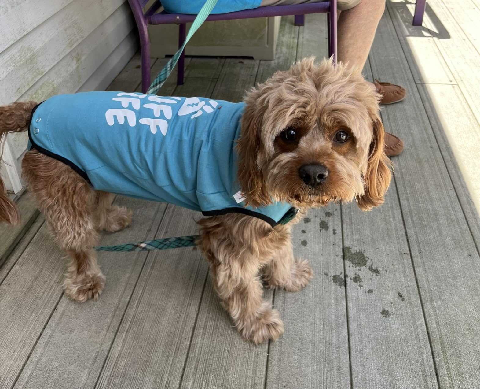 BellyGuard Dog Surgery Recovery Suit, Male Female After Spay Neuter Onesie customer photo 2