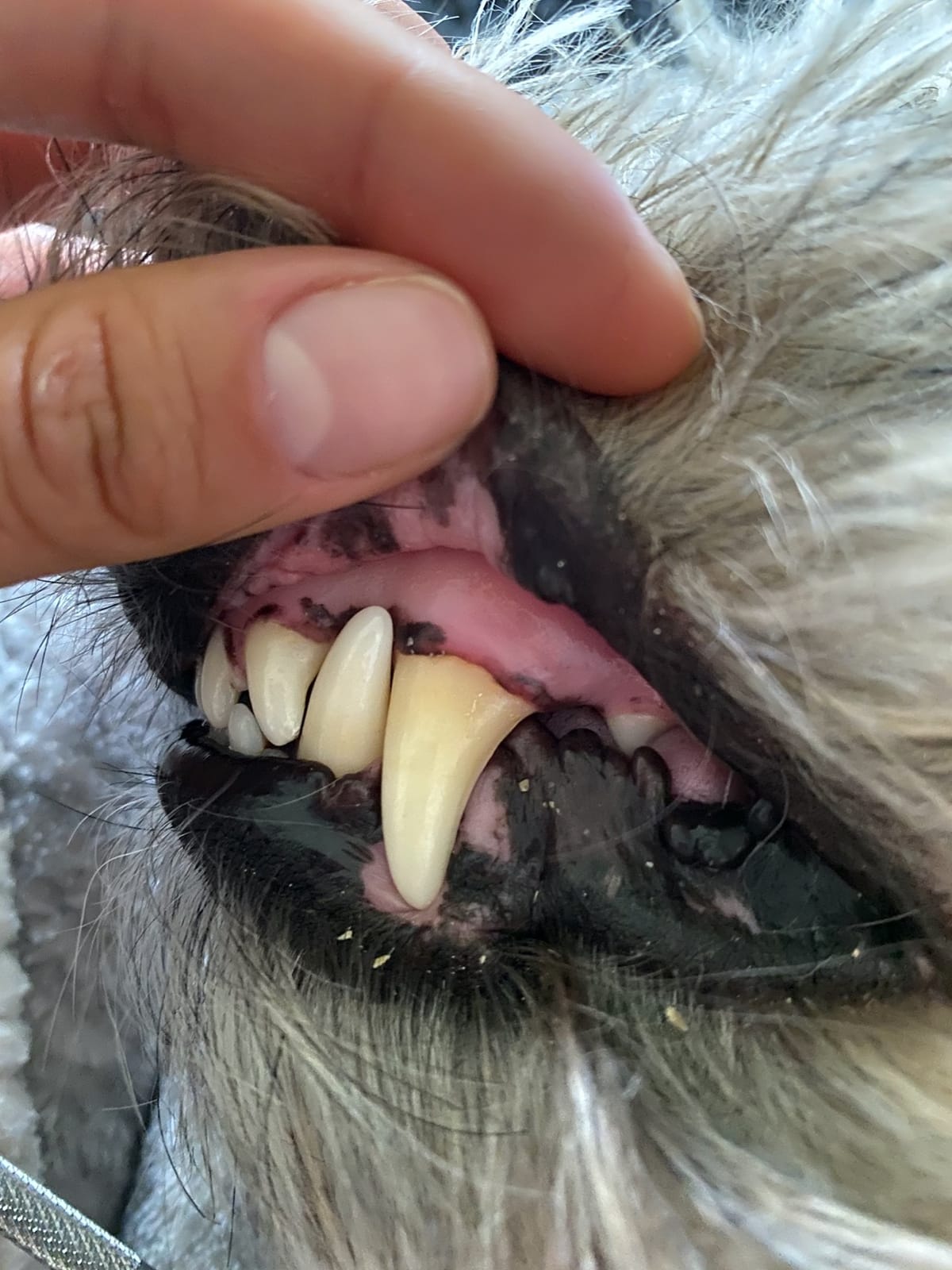 Dog Teeth Cleaning Tools Tarter Remover Canine Dental Scraper Scaler Tools Pet Tooth Cleaner Stainless Steel with Double Head customer photo 2