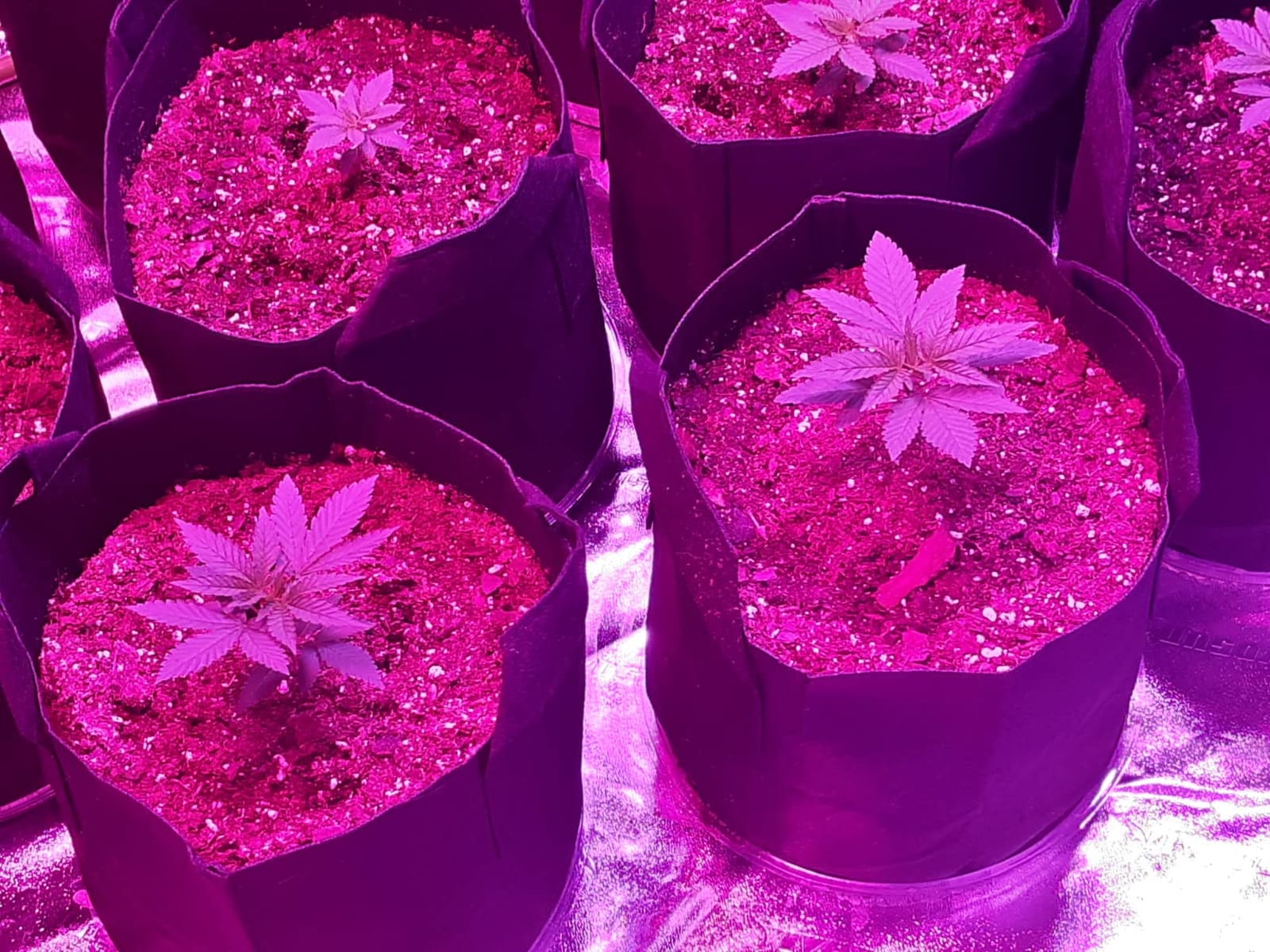VIVOSUN R446 4x4 Grow Tent 48
