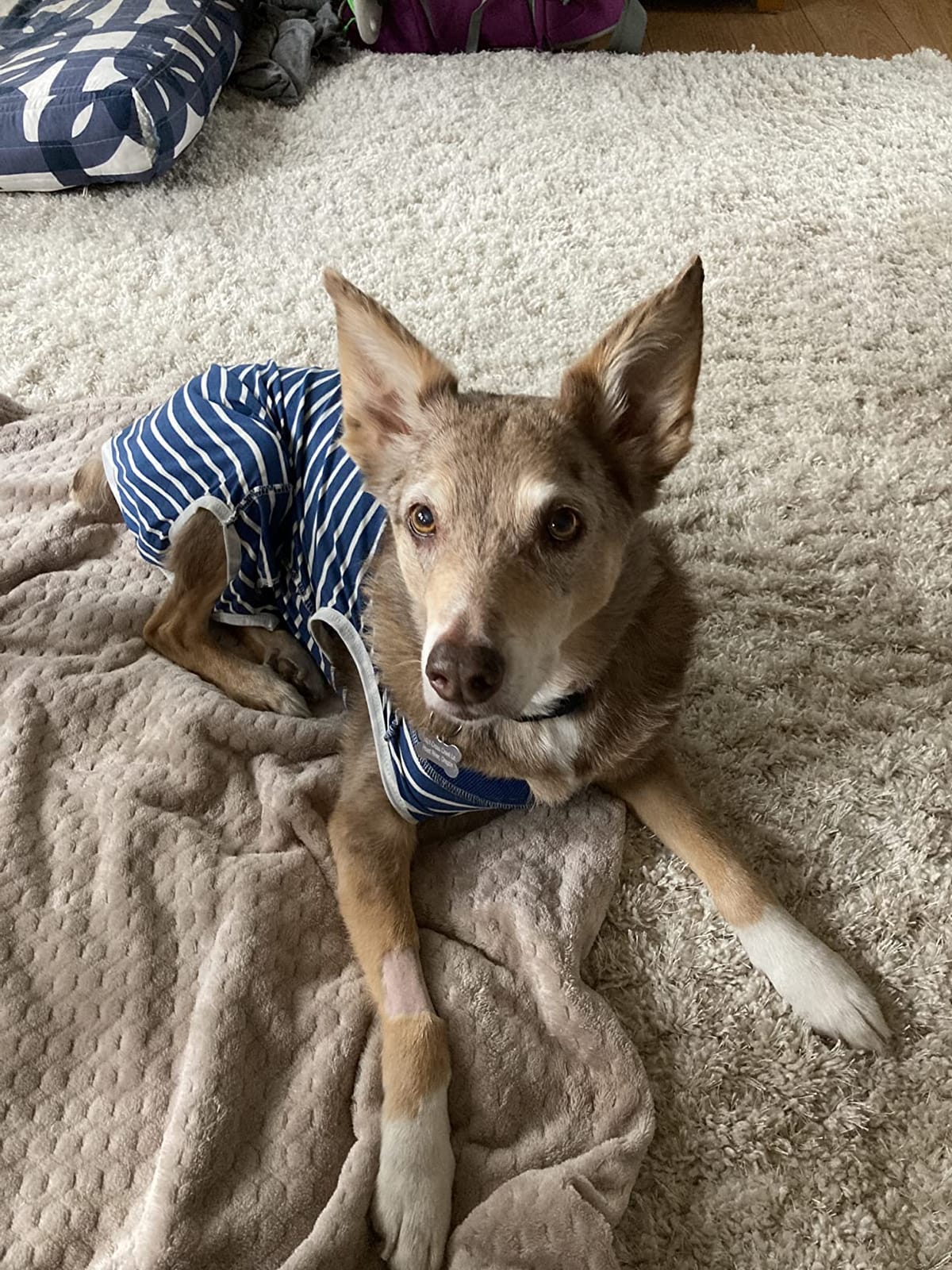 Coppthinktu Dog Recovery Suit for Abdominal Wounds, Breathable Dog Surgery Recovery Suit for Dogs, E-Collar Alternative After Surgery Wear Suit for Small/Medium Dogs customer photo 1
