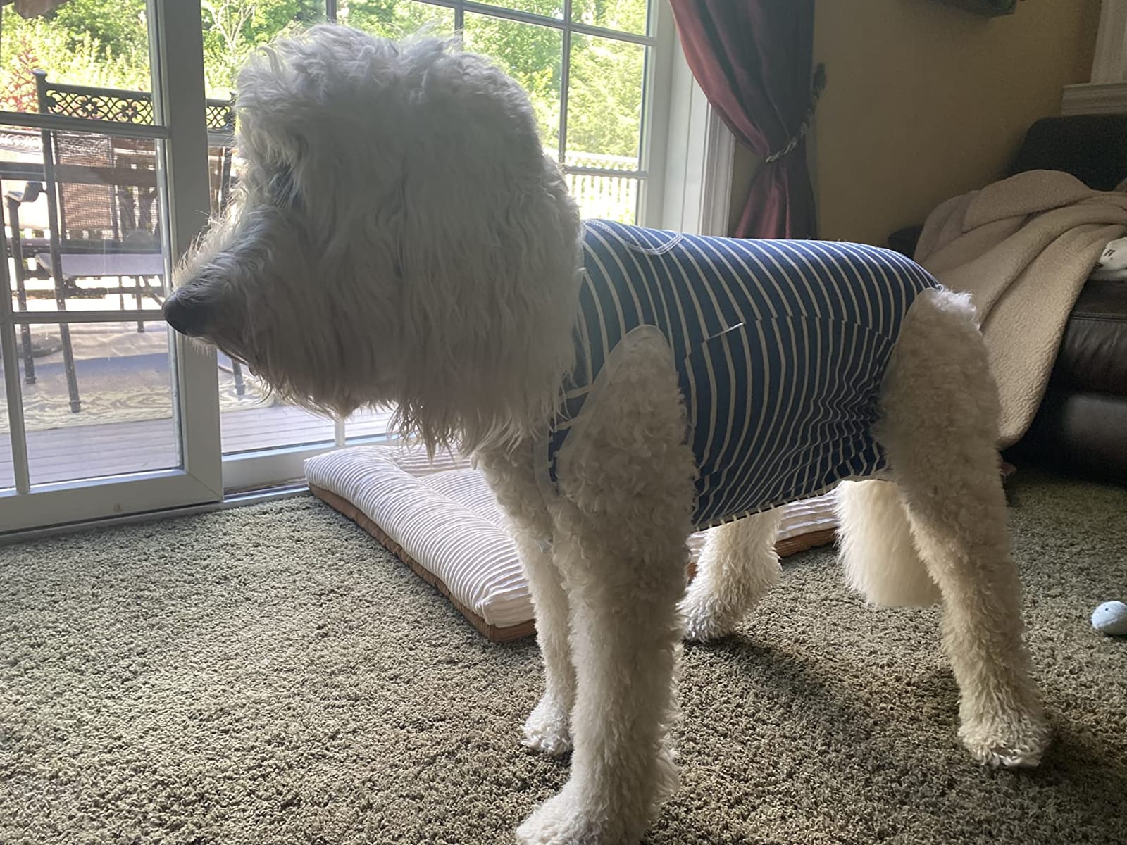 Coppthinktu Dog Recovery Suit for Abdominal Wounds, Breathable Dog Surgery Recovery Suit for Dogs, E-Collar Alternative After Surgery Wear Suit for Small/Medium Dogs customer photo 2