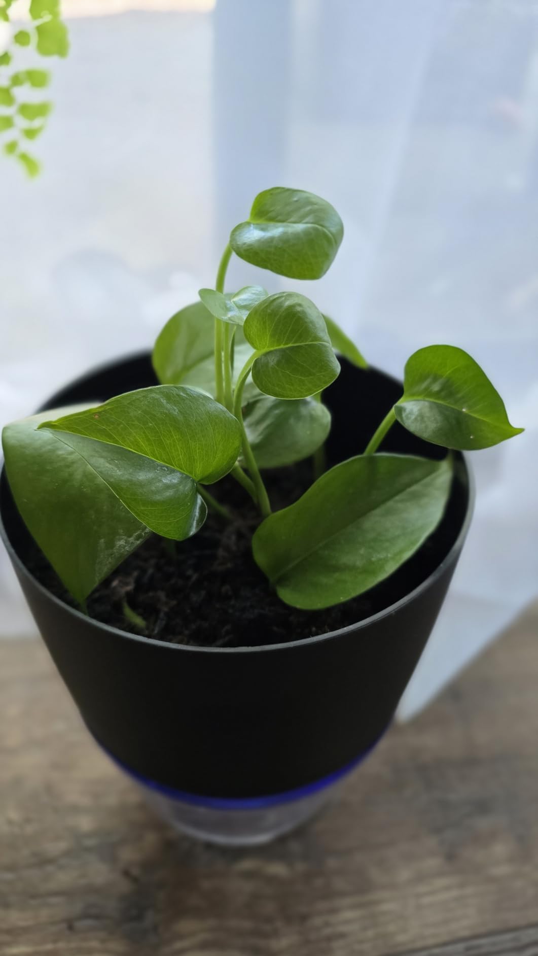 Vanavazon 6 Inch Self Watering Pots for Indoor Plants African Violet Pots customer photo 1
