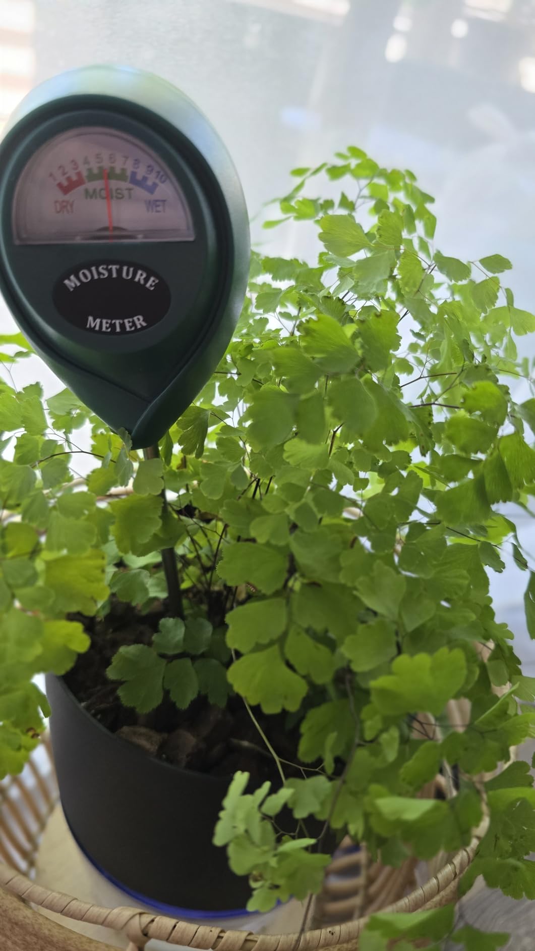 Vanavazon 6 Inch Self Watering Pots for Indoor Plants African Violet Pots customer photo 2